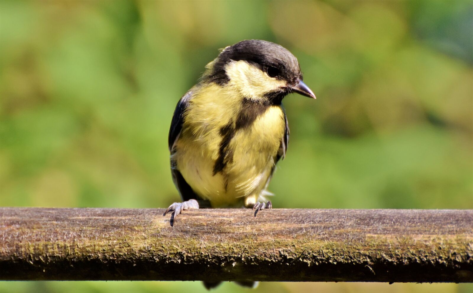 Nikon D7200 sample photo. Tit, songbird, bird photography