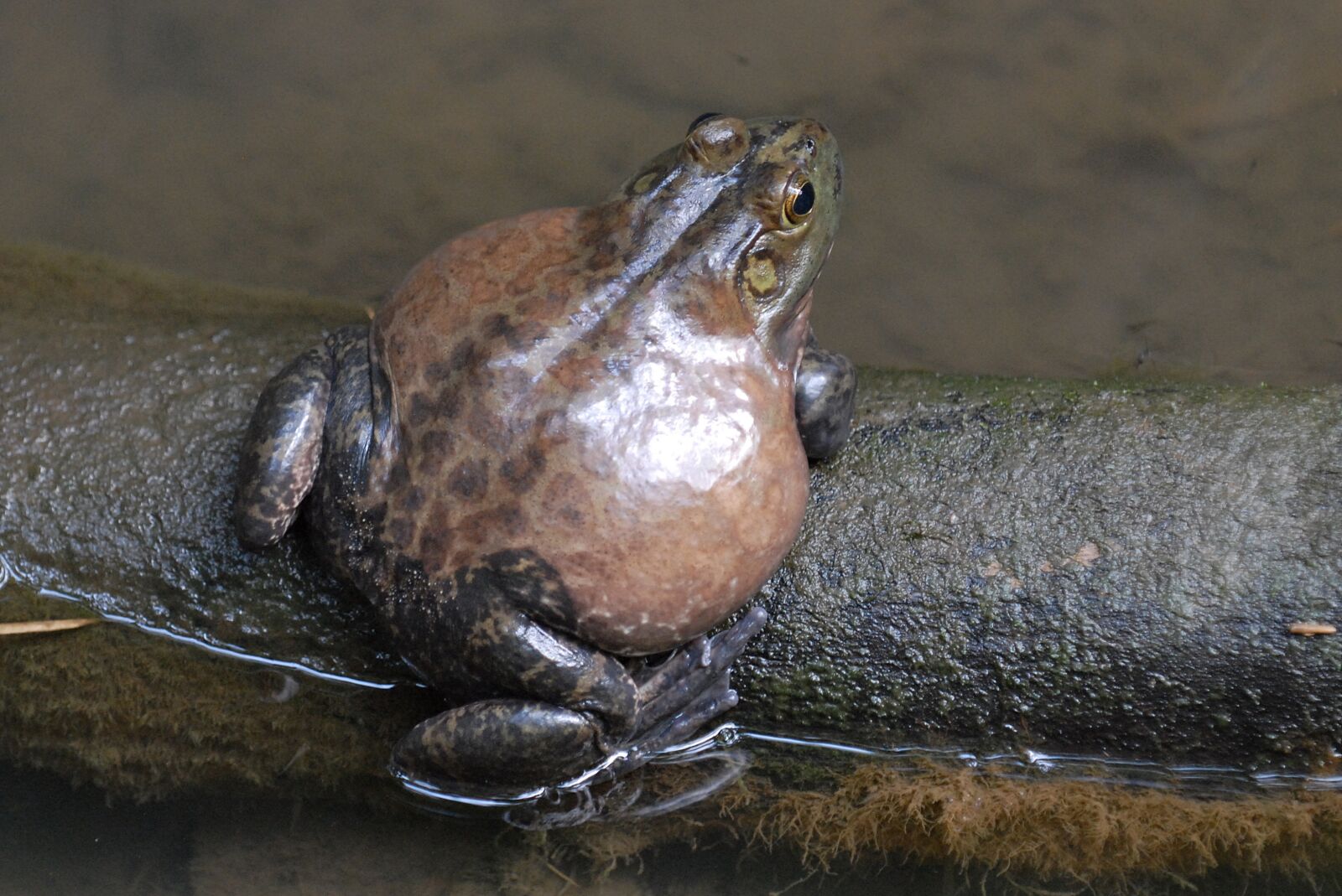 Nikon D200 sample photo. Toad, animal, water creature photography