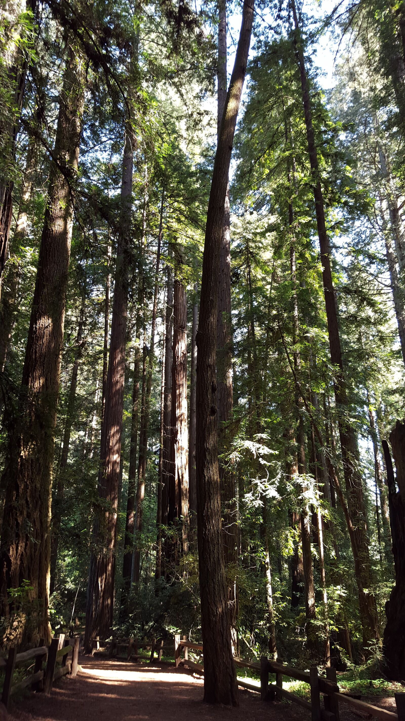 Samsung Galaxy S6 sample photo. Redwoods, trees, nature photography