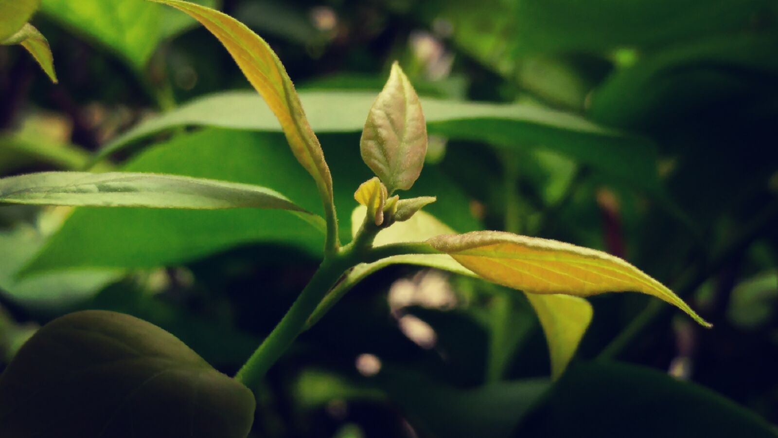 LG G5 sample photo. Sprout, bud, shoot photography