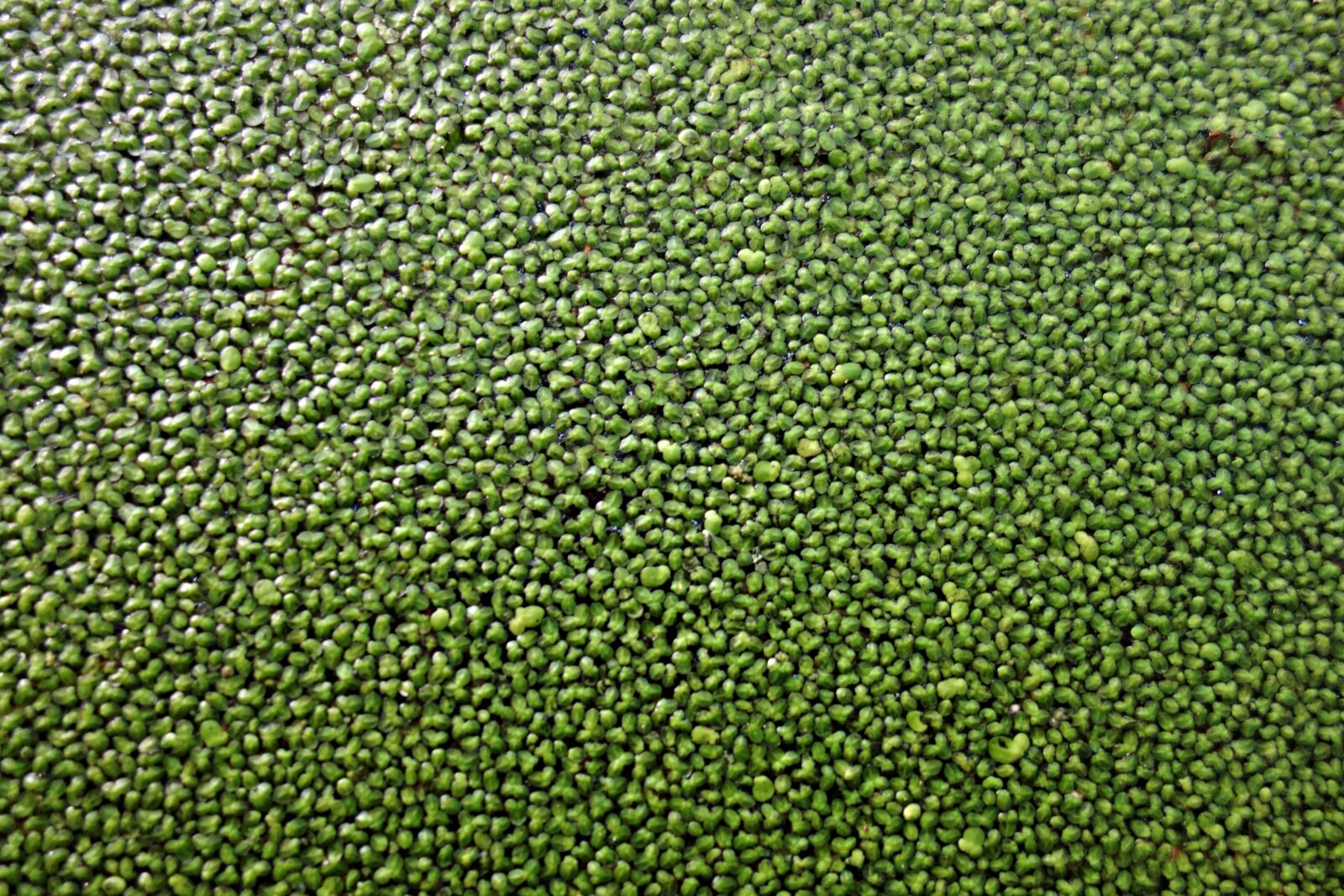 Sony Cyber-shot DSC-RX100 sample photo. Duckweed, wolffia globosa, pond photography