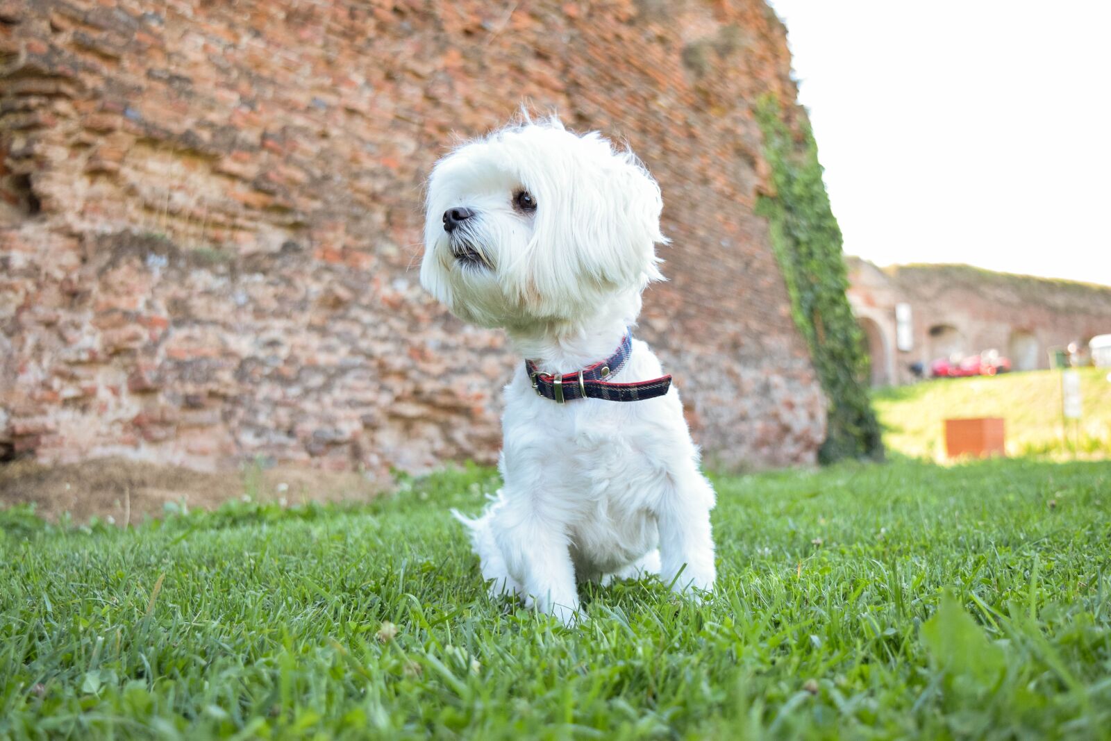 Nikon D3300 sample photo. Waiting, dog, animal photography