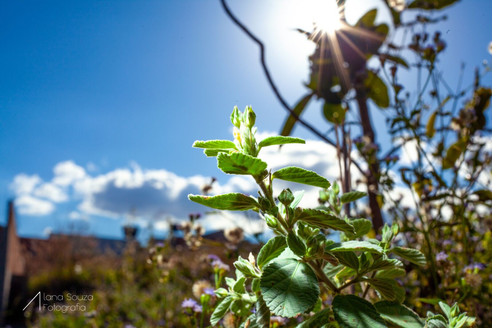 Canon EOS 5D Mark II sample photo. Foliage, blue sky, the photography