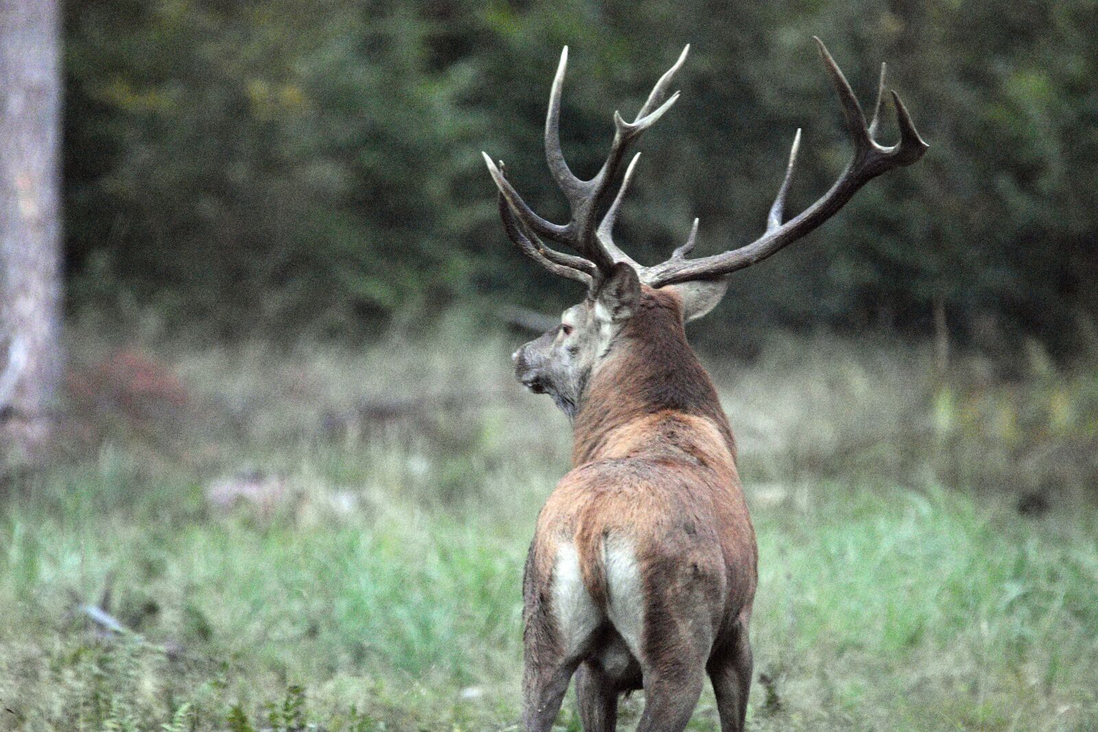 Nikon D3400 sample photo. Antlers, animal, wild photography