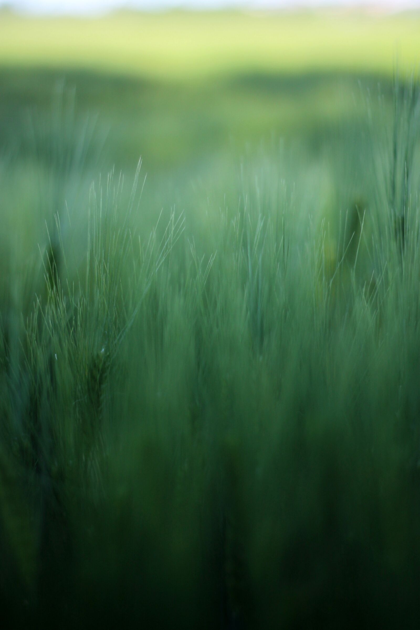 Canon EF 50mm F1.8 II sample photo. Barley, field, green photography
