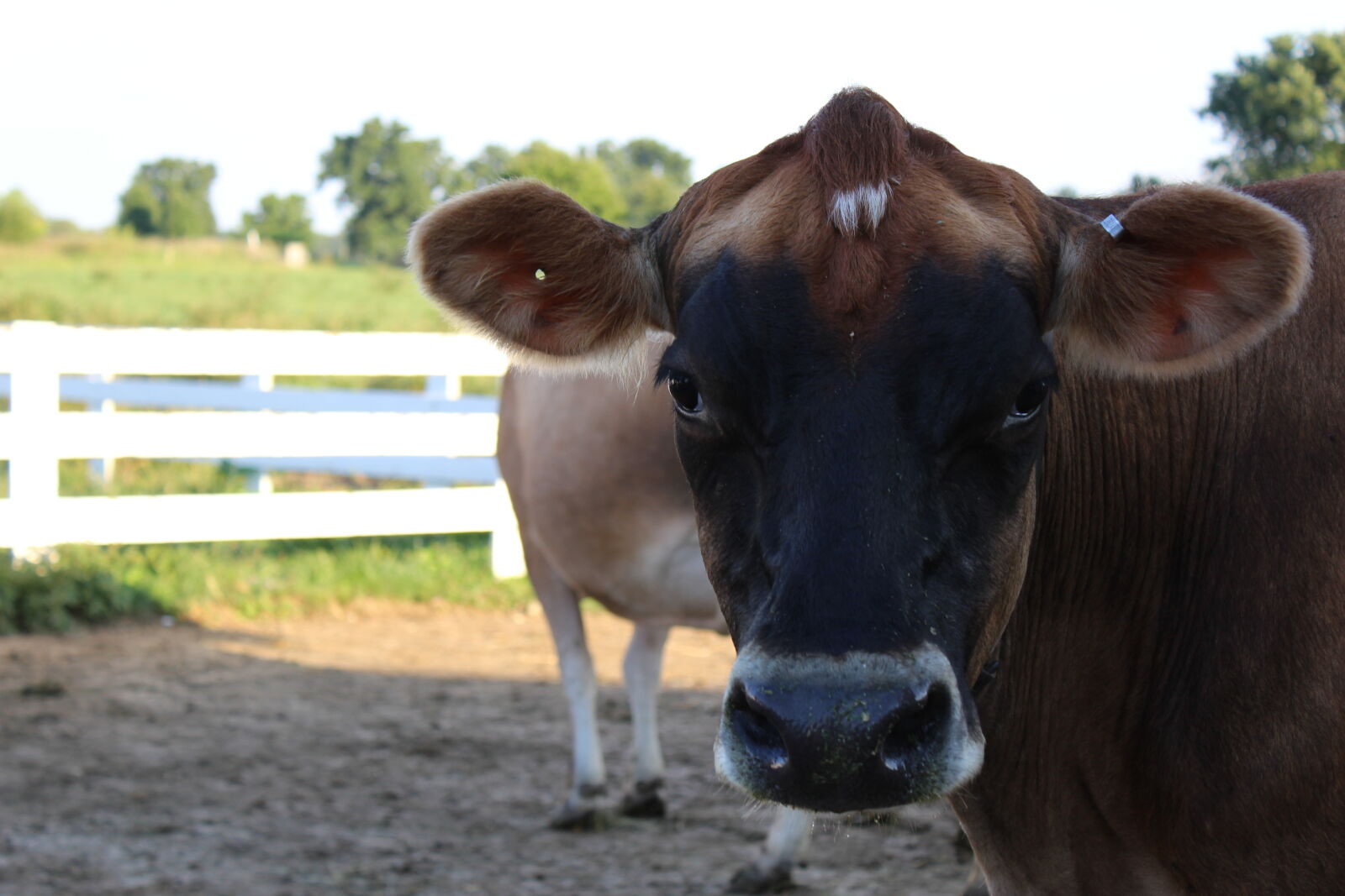 Canon EOS 1200D (EOS Rebel T5 / EOS Kiss X70 / EOS Hi) sample photo. Cow, farm photography