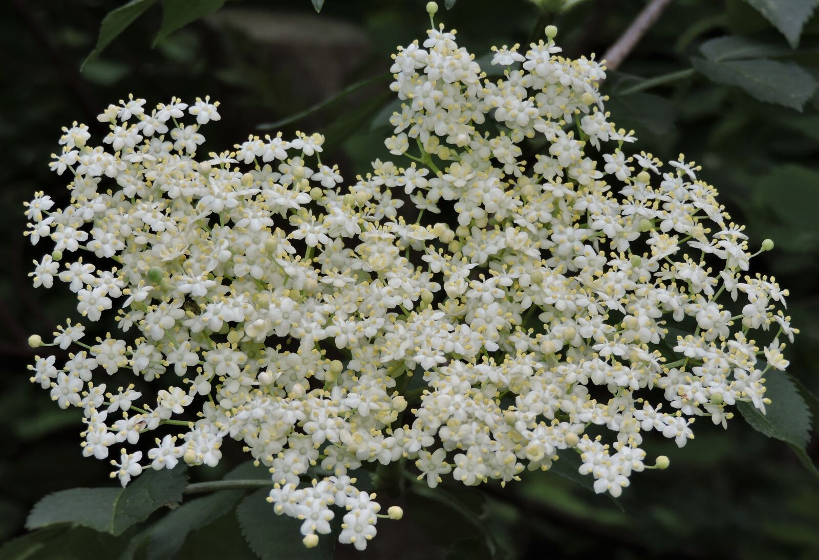 Nikon Coolpix P530 sample photo. Elder, sambucus nigra, blossom photography