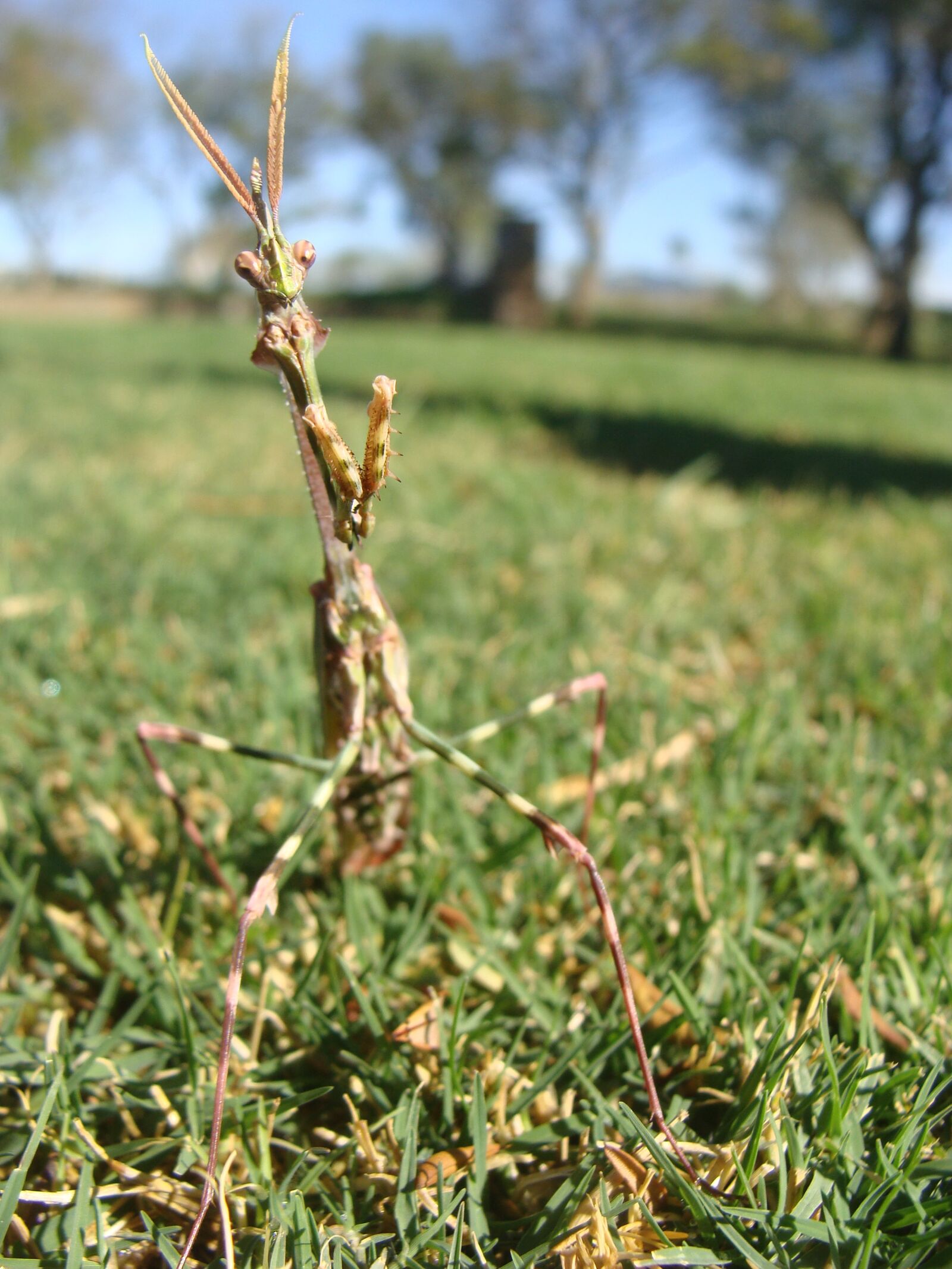 Sony Cyber-shot DSC-H10 sample photo. Mantis, insect, nature photography