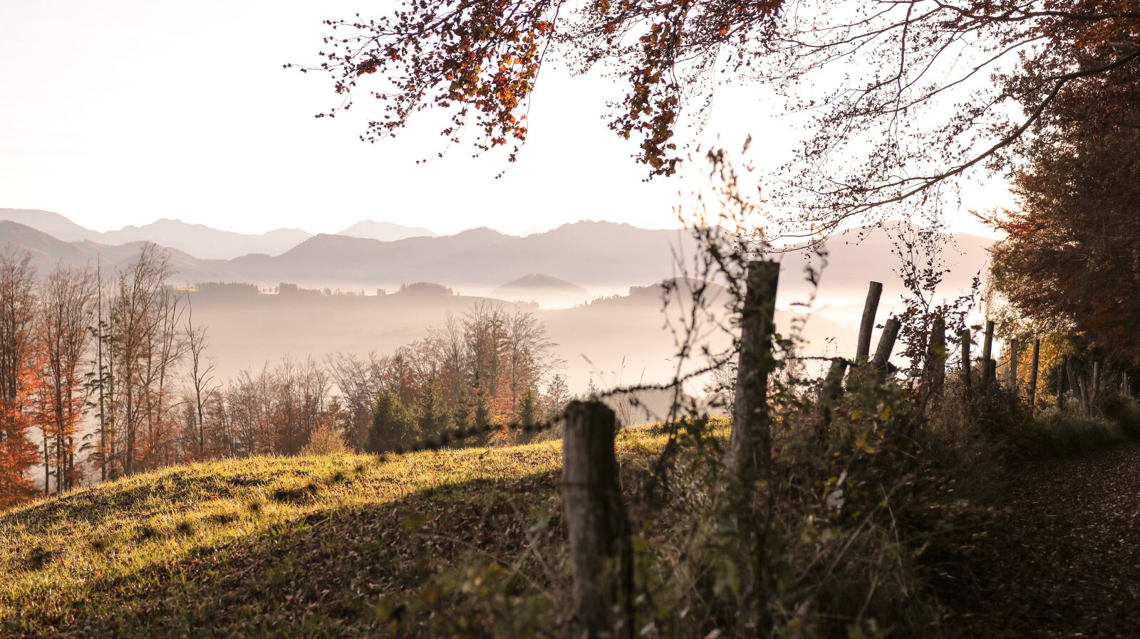 Canon EOS 750D (EOS Rebel T6i / EOS Kiss X8i) sample photo. Nature, fog, autumn photography