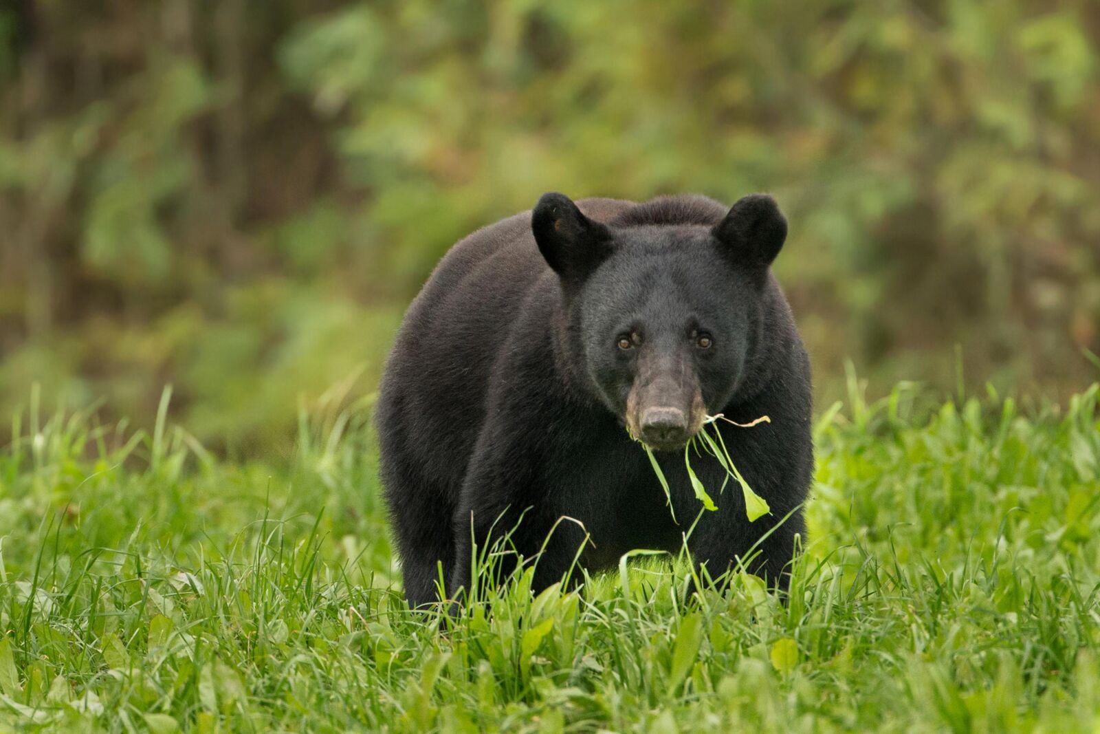 Canon EOS-1D X sample photo. Louisiana, black bear, animal photography