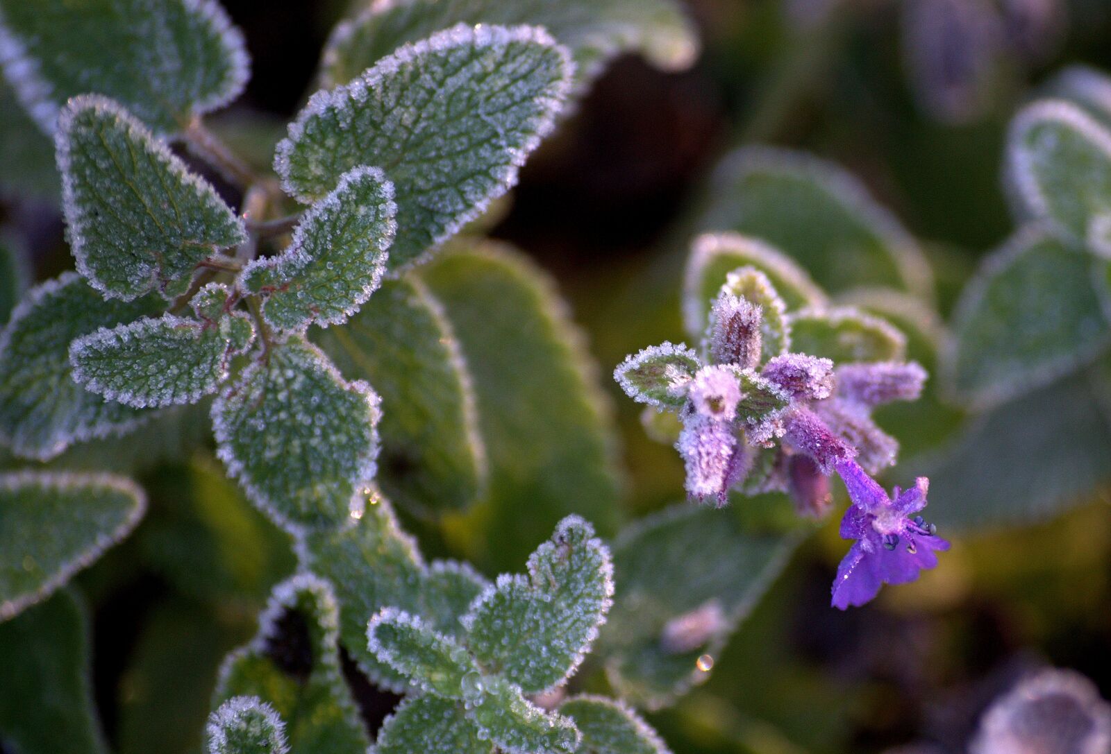 Pentax K-30 sample photo. Frozen, on frozen, flower photography