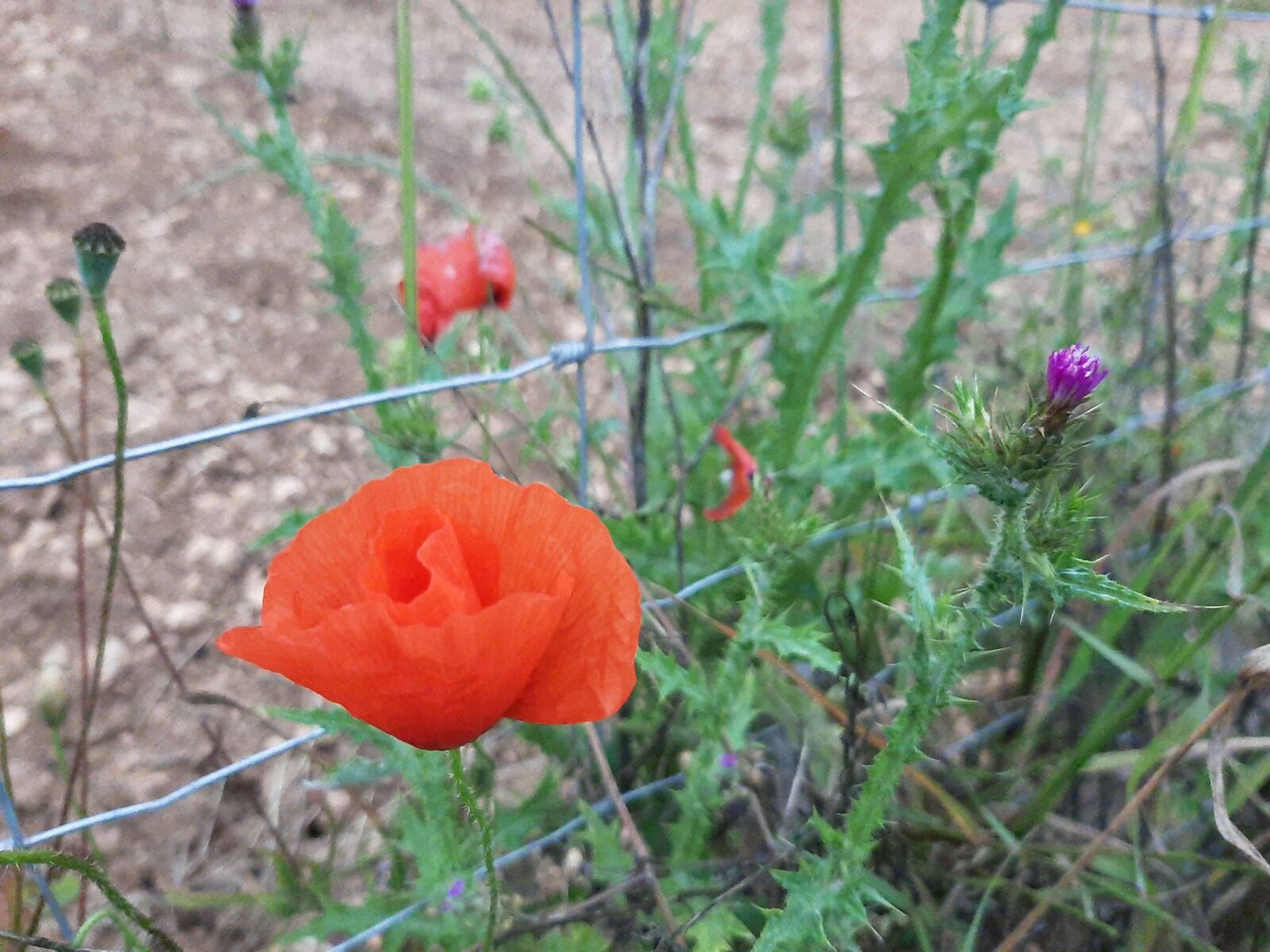 Samsung Galaxy A50 sample photo. Flower, red, garden photography