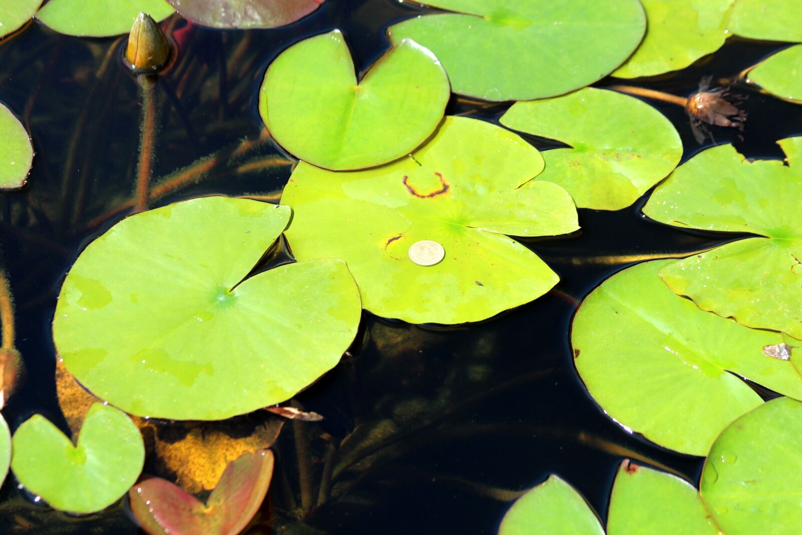 Canon EOS 650D (EOS Rebel T4i / EOS Kiss X6i) sample photo. Water lily, water plant photography