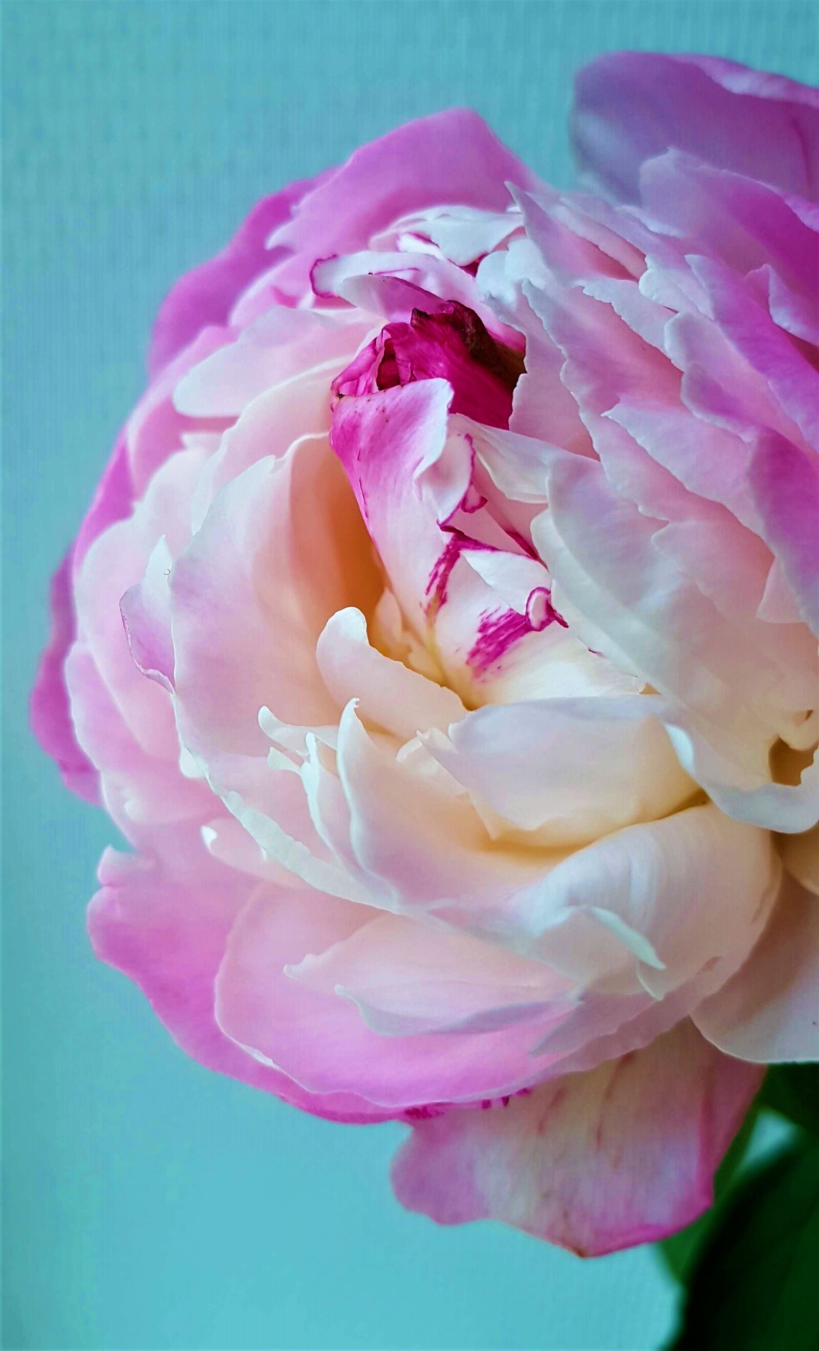 Samsung Galaxy S7 Edge sample photo. The peony, flower, beautiful photography