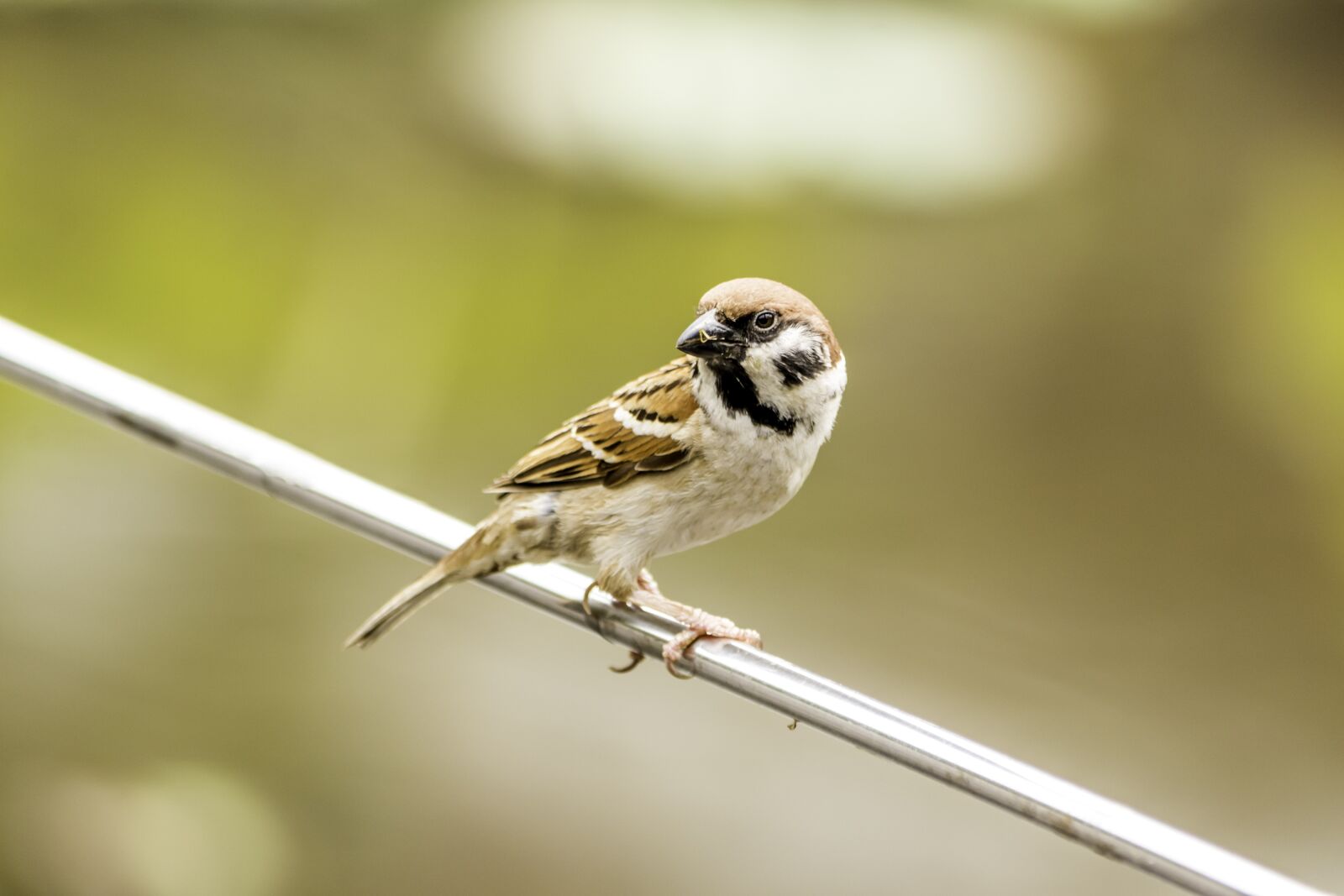 Nikon D5500 sample photo. Nature, bird, little photography