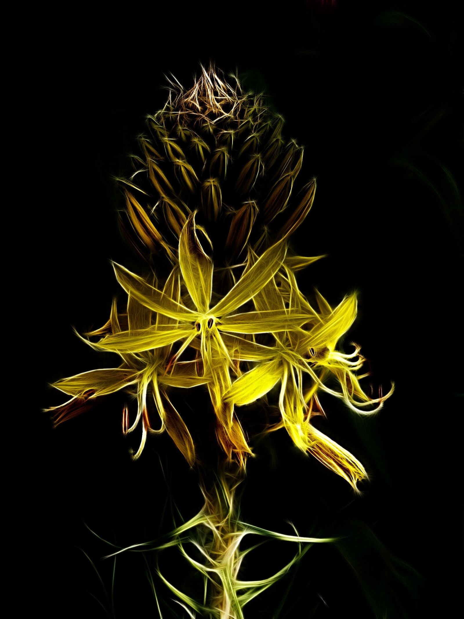 KONICA MINOLTA DiMAGE S414 sample photo. Fractalius, junker lily, yellow photography