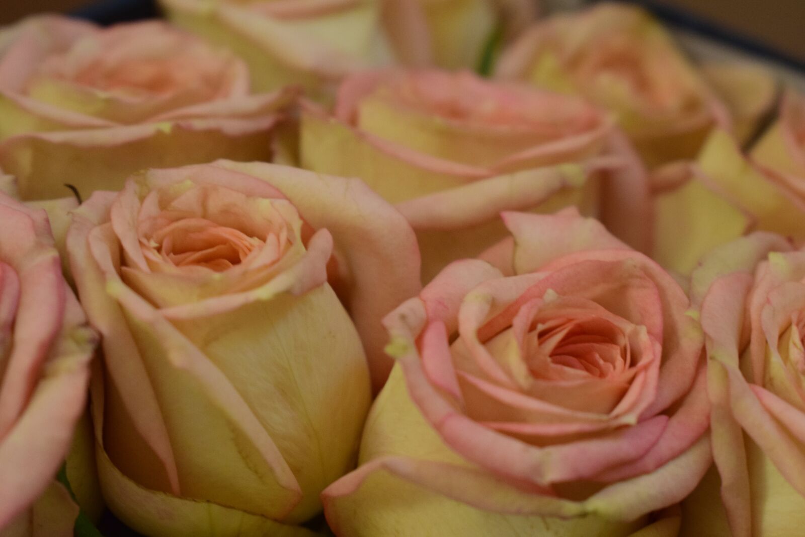 Nikon D3300 sample photo. Rose, flowers, love photography