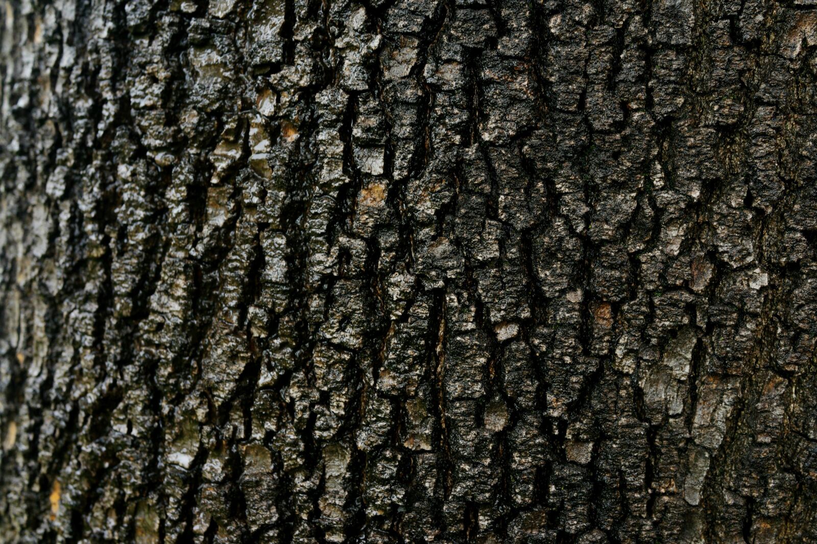 Sony Cyber-shot DSC-RX1R sample photo. Abstract, bark, old tree photography