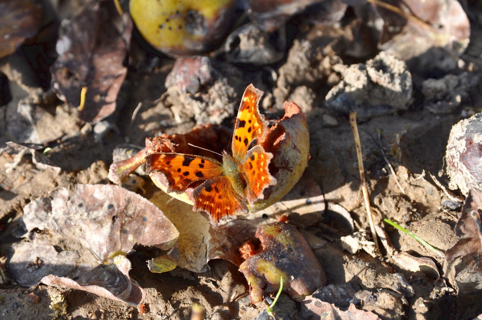 Nikon D90 sample photo. Butterfly, rotten fruit, autumn photography