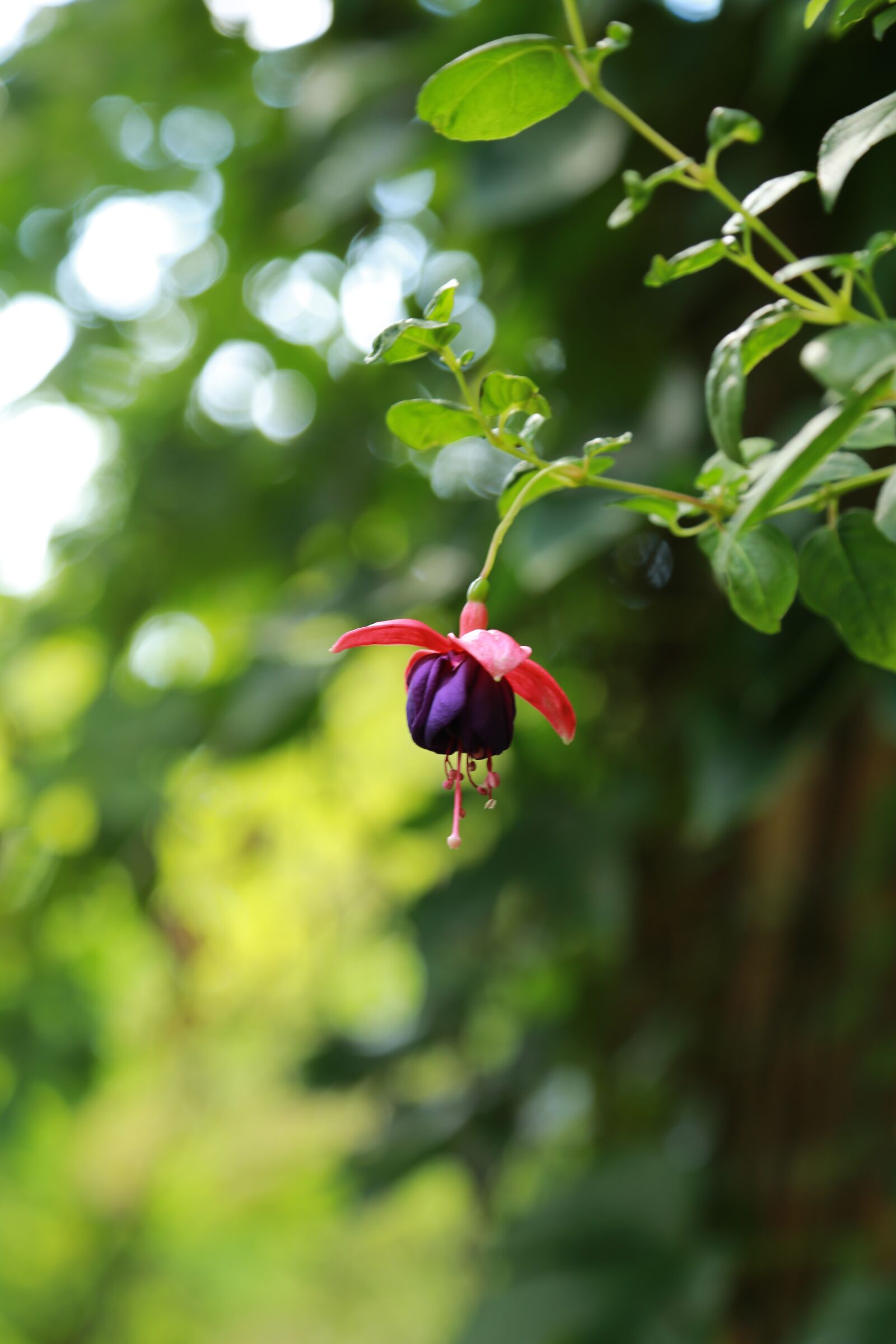 Canon EOS 6D + Canon EF 24-105mm F4L IS USM sample photo. Flowers, wildflower, plants photography