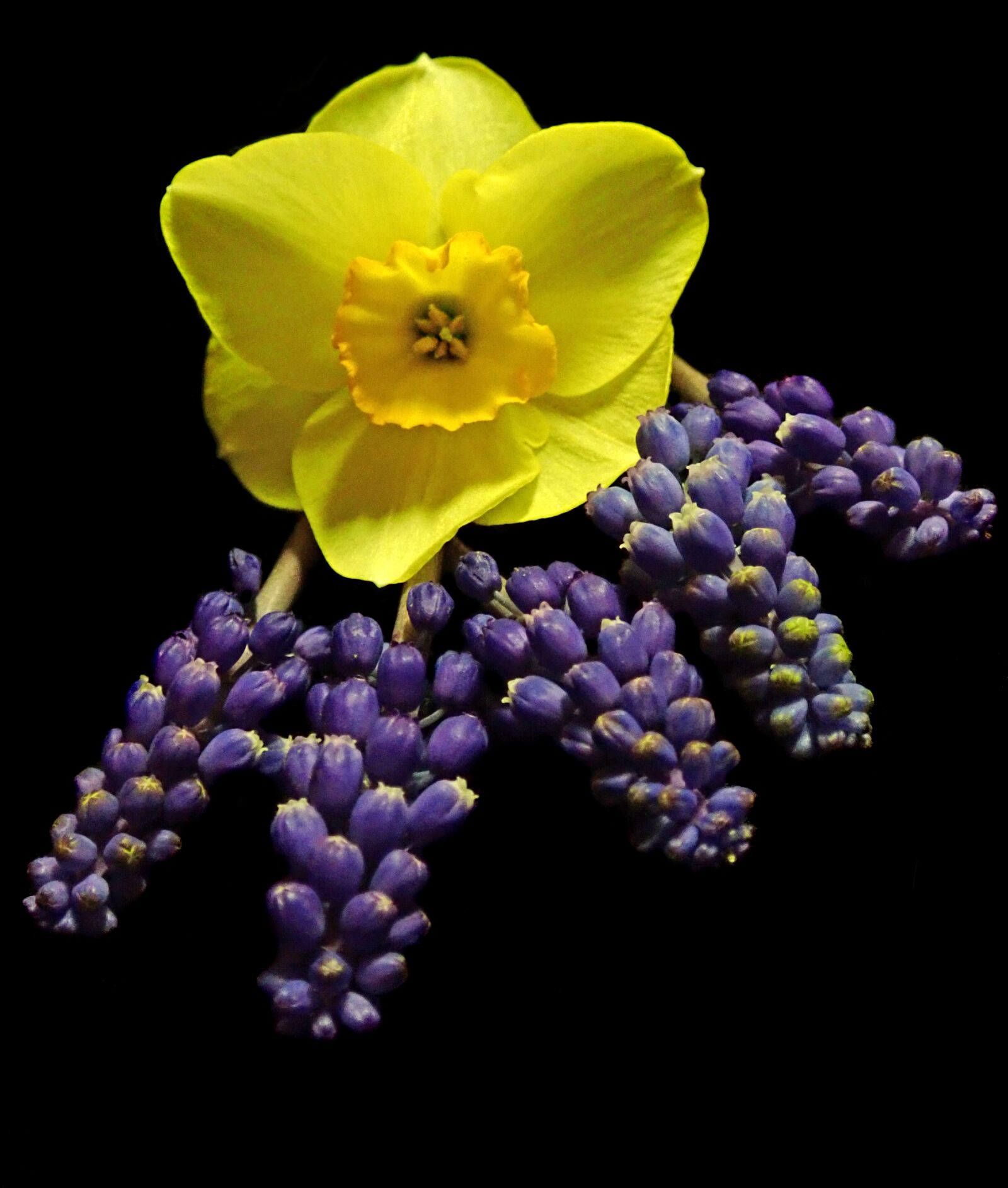 Olympus TG-5 sample photo. Flowers, daffodil, hyacinth photography