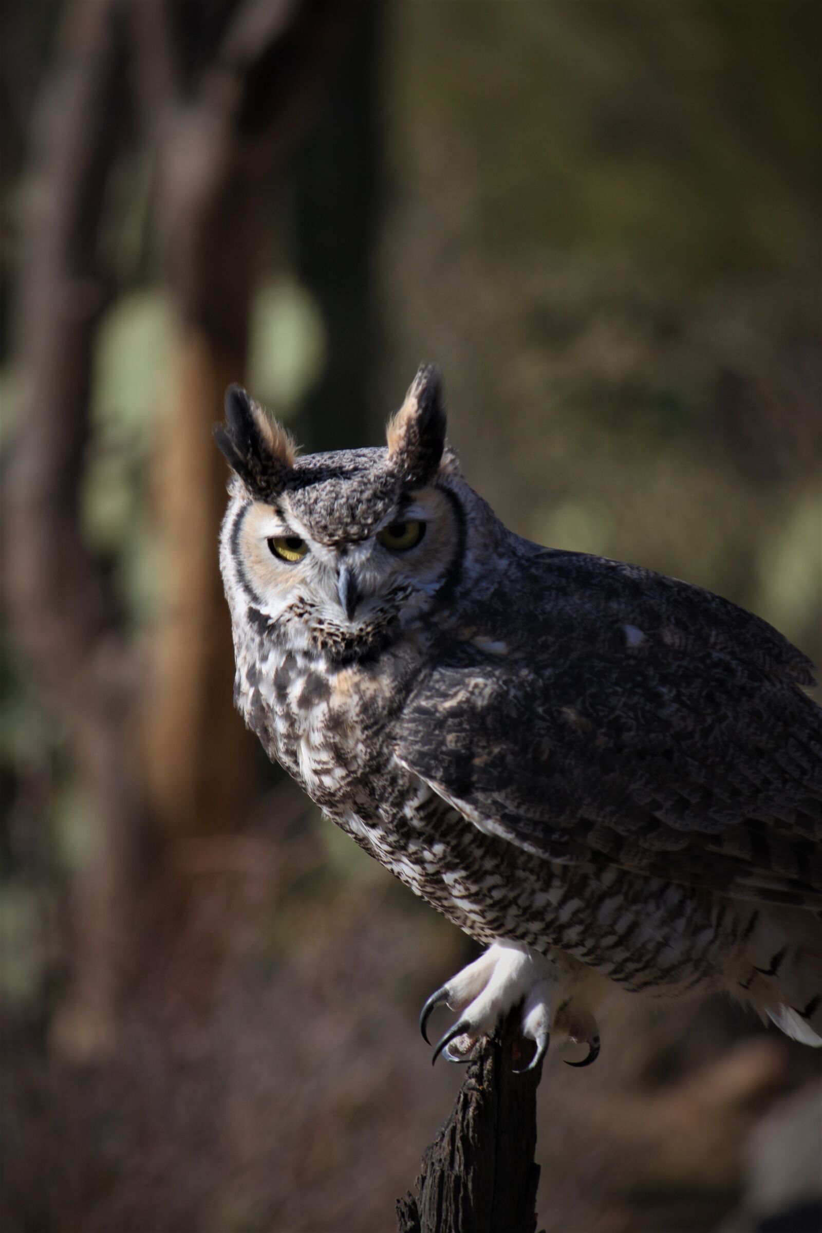 Canon EOS 500D (EOS Rebel T1i / EOS Kiss X3) sample photo. Owl, arizona, great horned photography