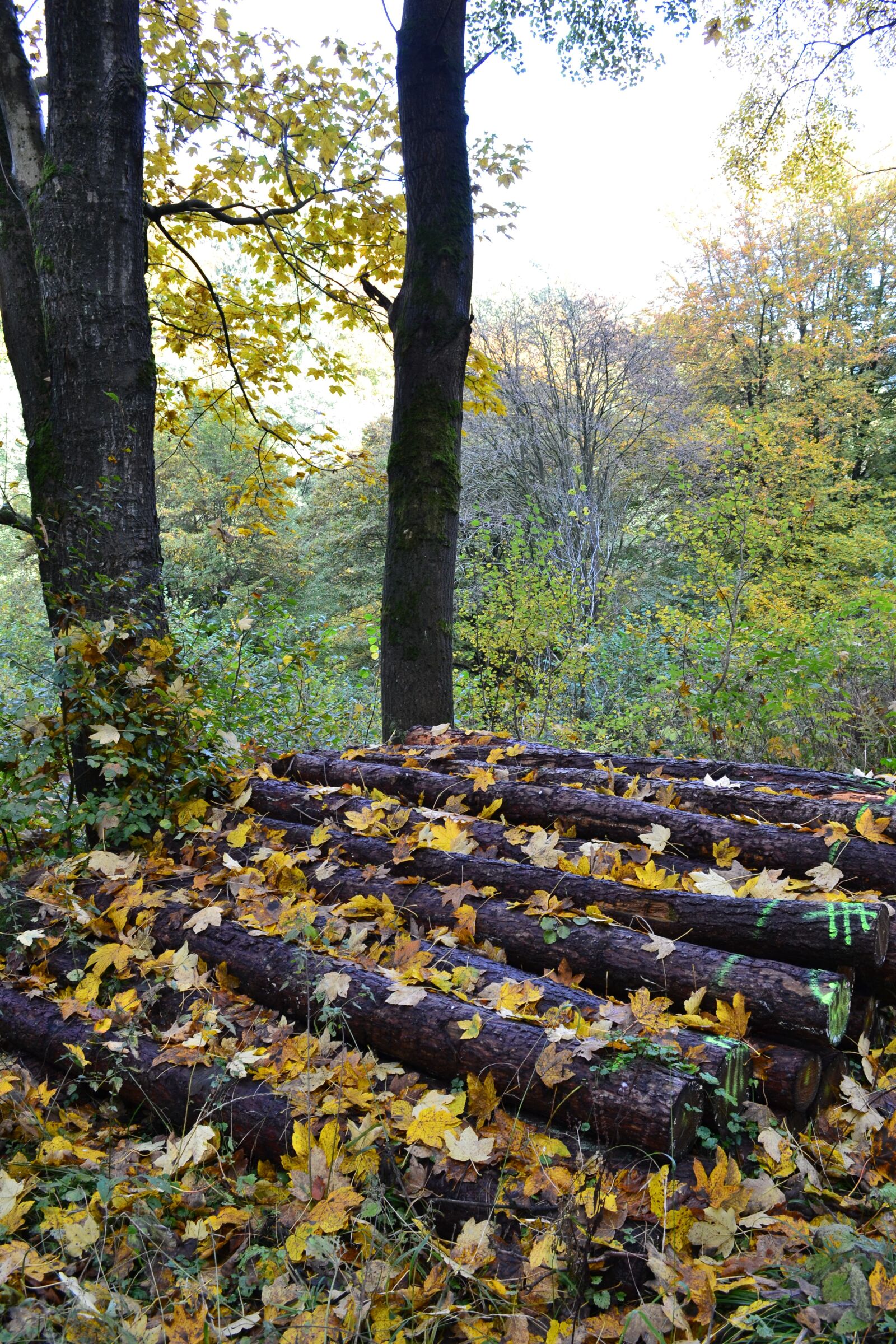 Nikon D3100 sample photo. Autumn, leaves, autumn forest photography