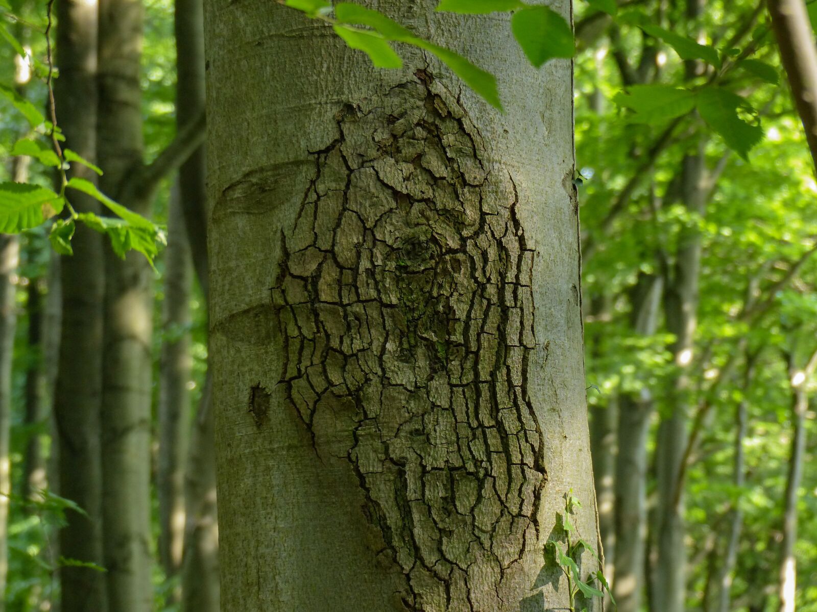 Panasonic Lumix DMC-FZ200 sample photo. Log, bark, nature photography