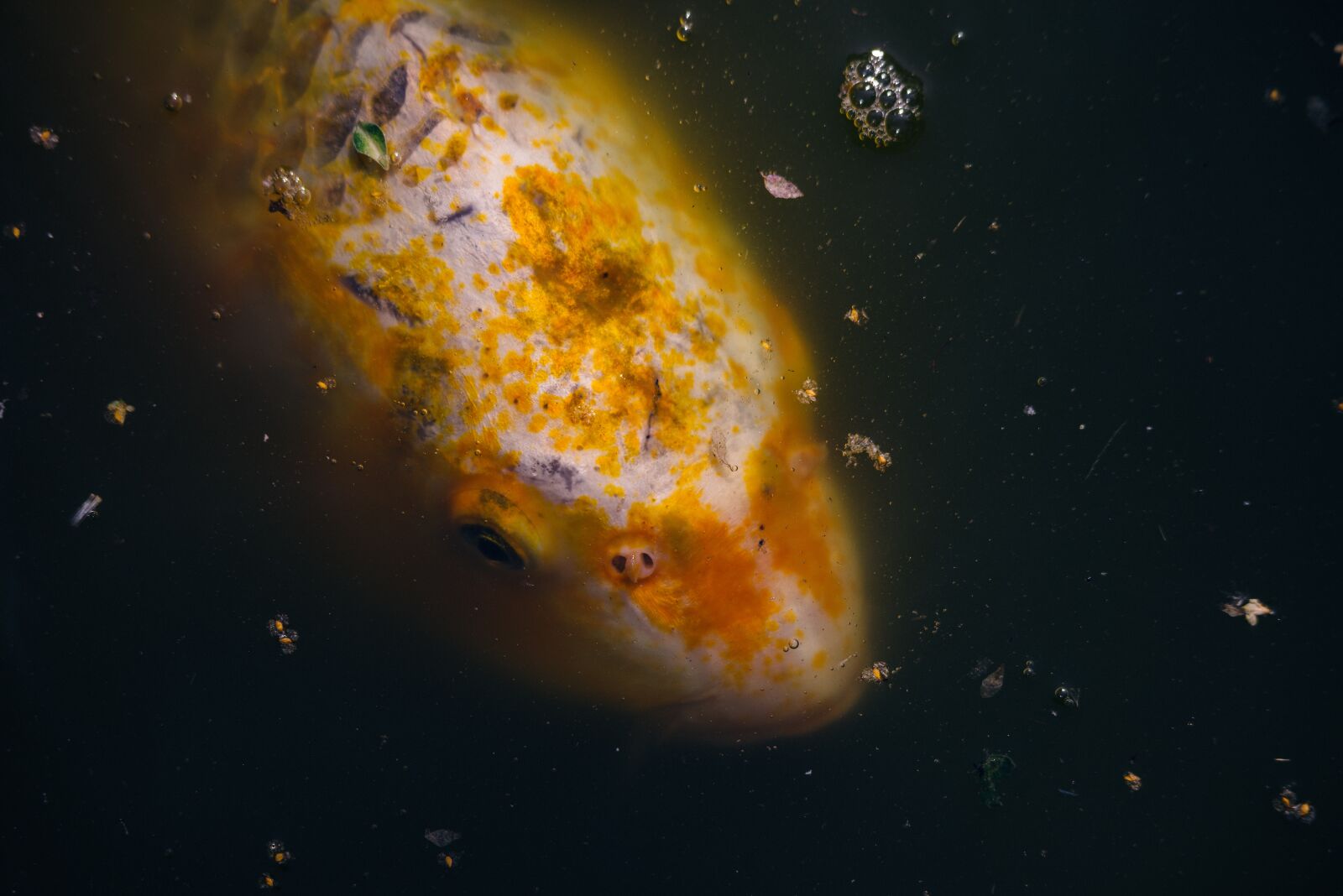 Nikon D800 sample photo. Fish, the head of photography