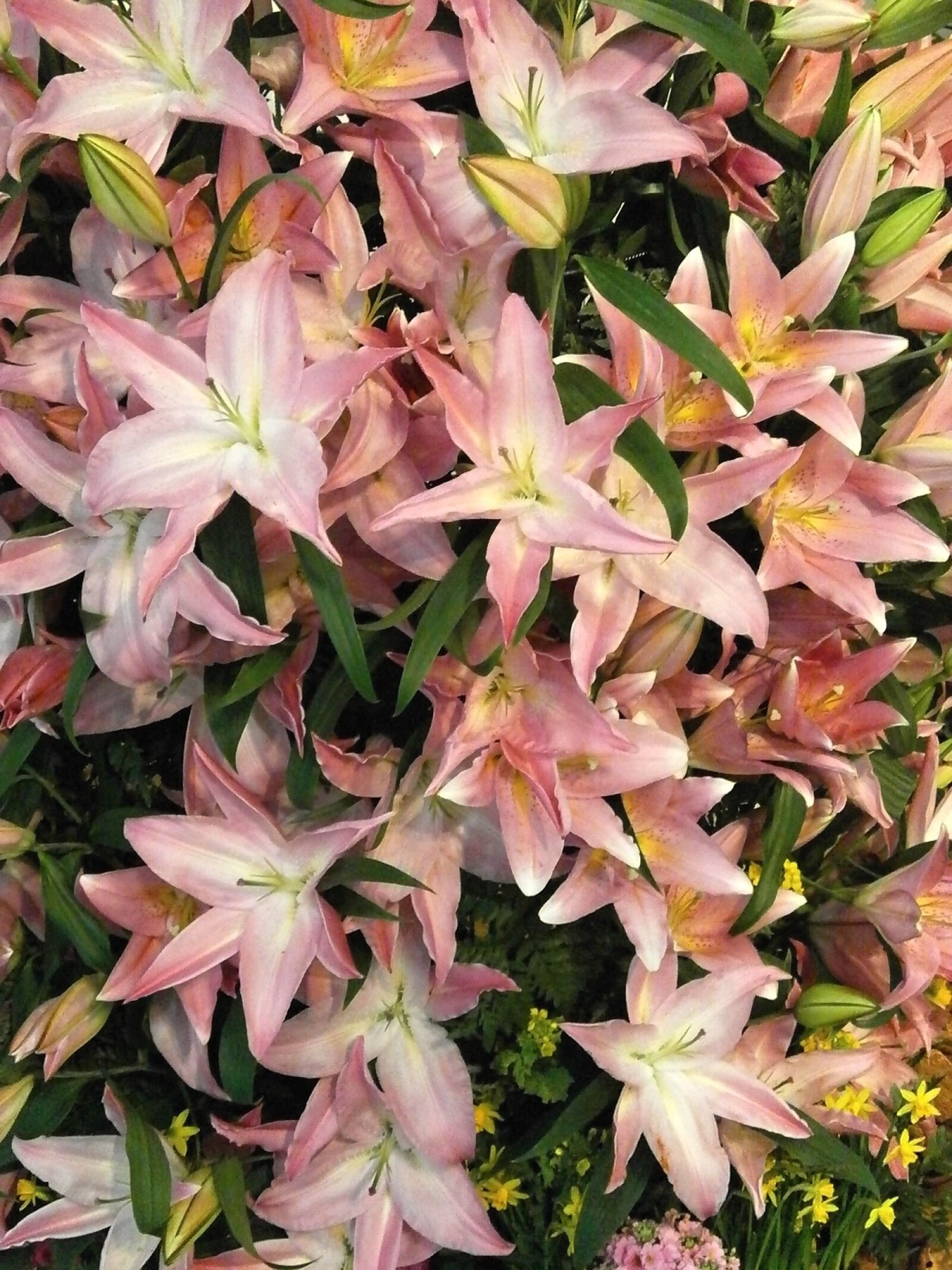 Olympus VG110,D700 sample photo. Flowers, texture, lily photography