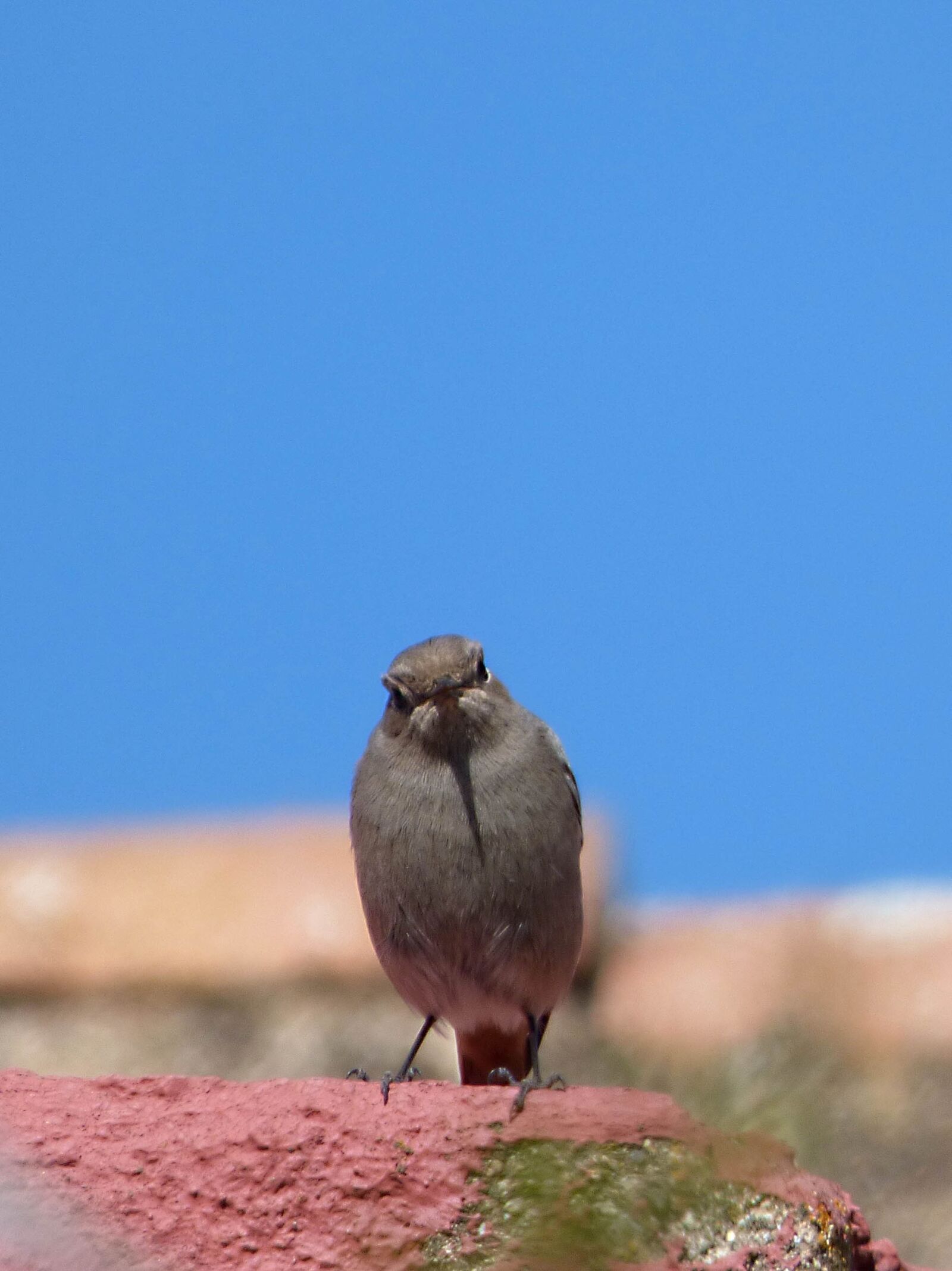 Panasonic Lumix DMC-FZ70 sample photo. Bird, roof, black redstart photography