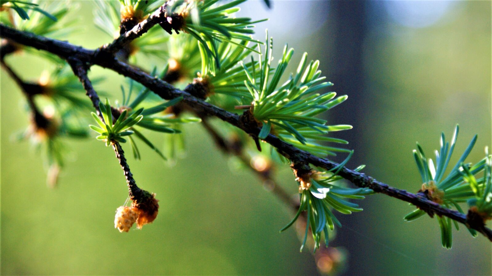 Sony Alpha DSLR-A350 sample photo. Nature, forest, hiking photography