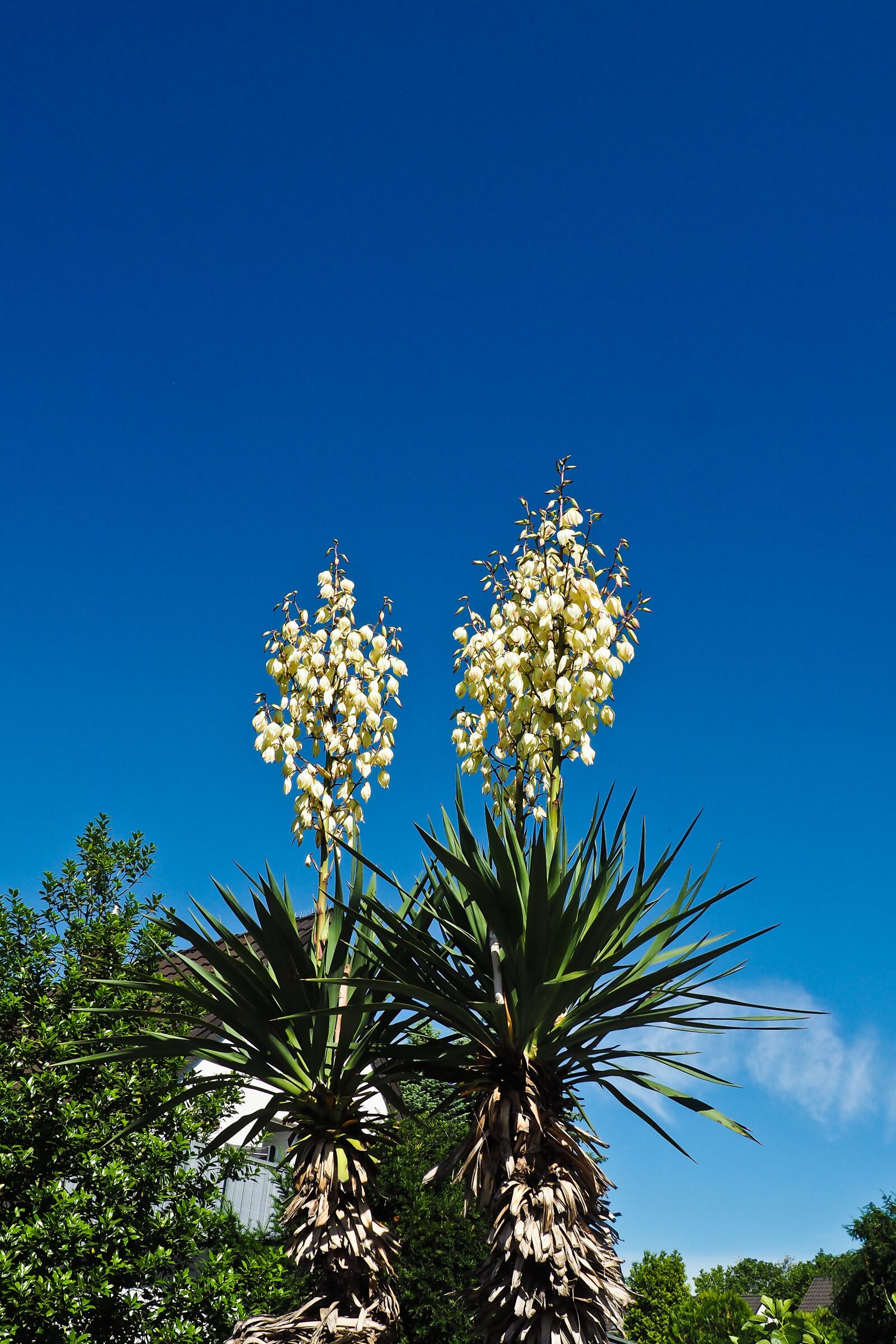 Olympus OM-D E-M10 sample photo. Yucca, palm, blossom photography