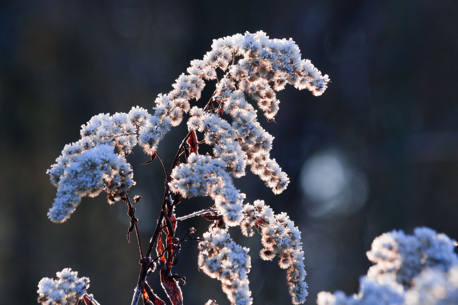 Canon EF 70-300mm F4-5.6 IS USM sample photo. Hoarfrost, frost, winter photography