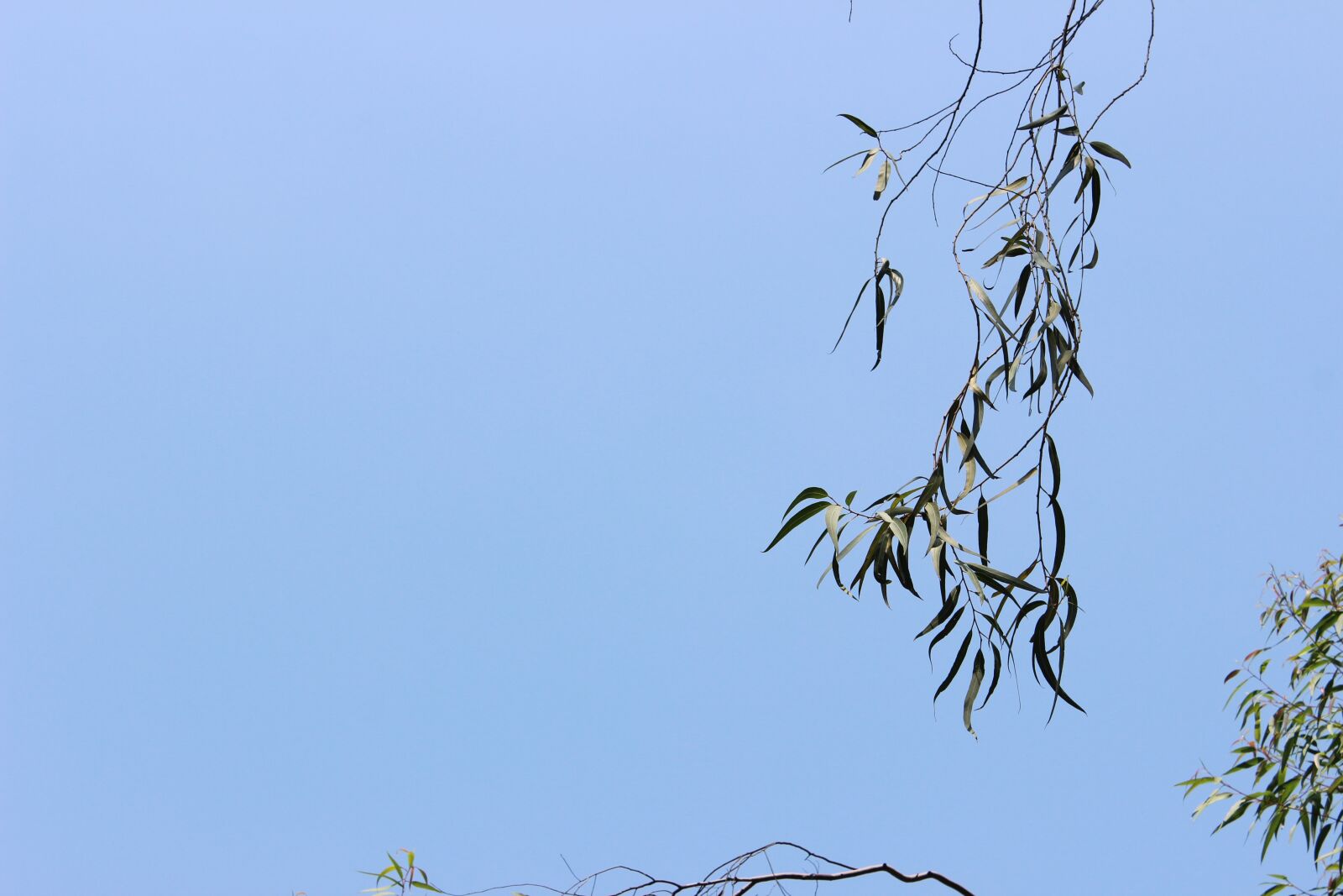 Canon EOS 600D (Rebel EOS T3i / EOS Kiss X5) sample photo. The scenery, the leaves photography