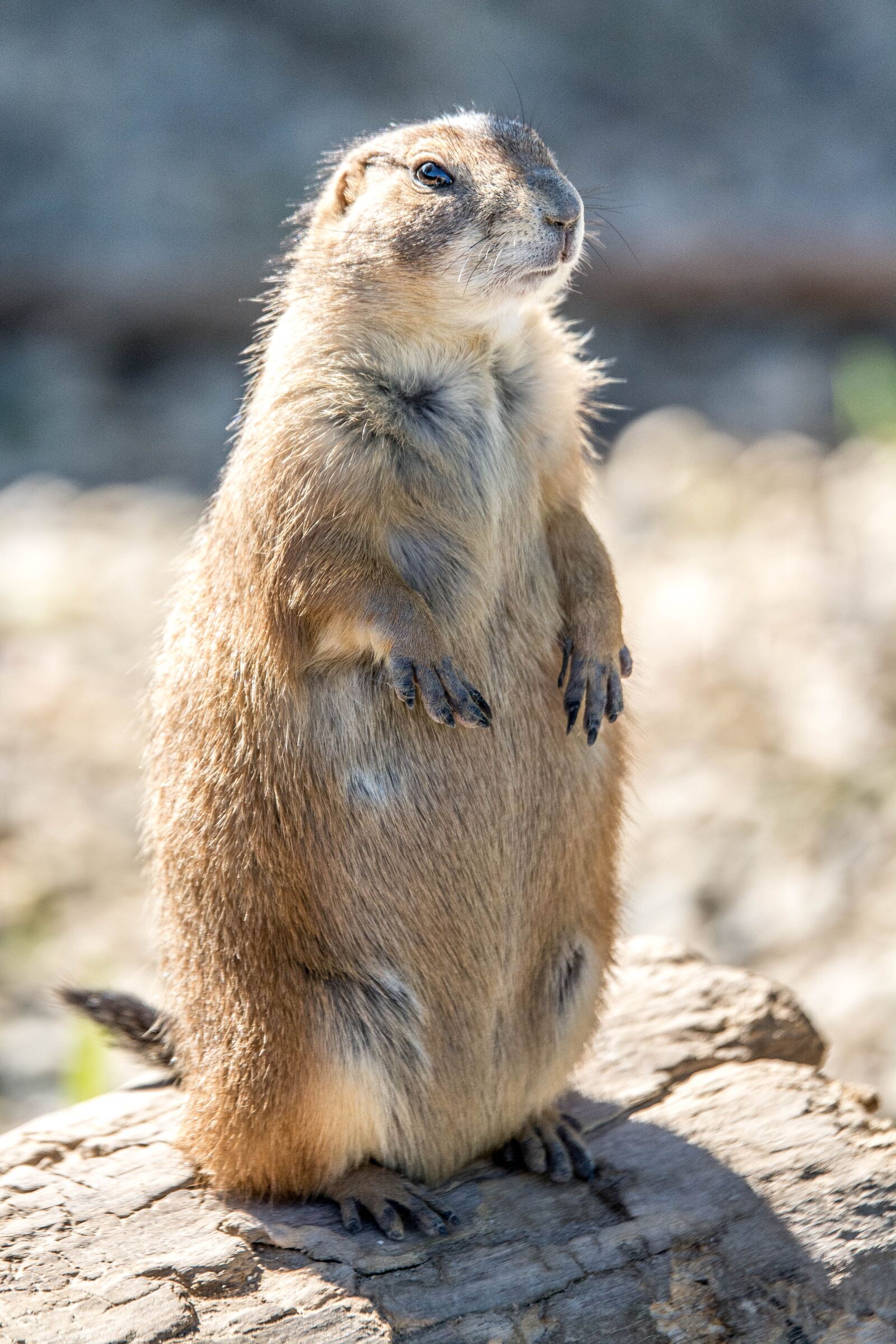 Tamron SP 70-200mm F2.8 Di VC USD sample photo. Prairie dog, rodent, nature photography