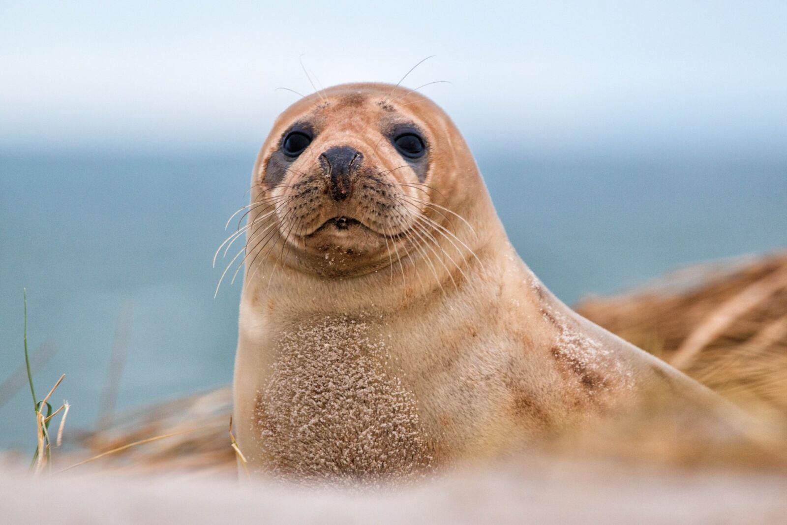 Canon EOS 70D + 150-600mm F5-6.3 DG OS HSM | Contemporary 015 sample photo. Robbe, grey seal, helgoland photography