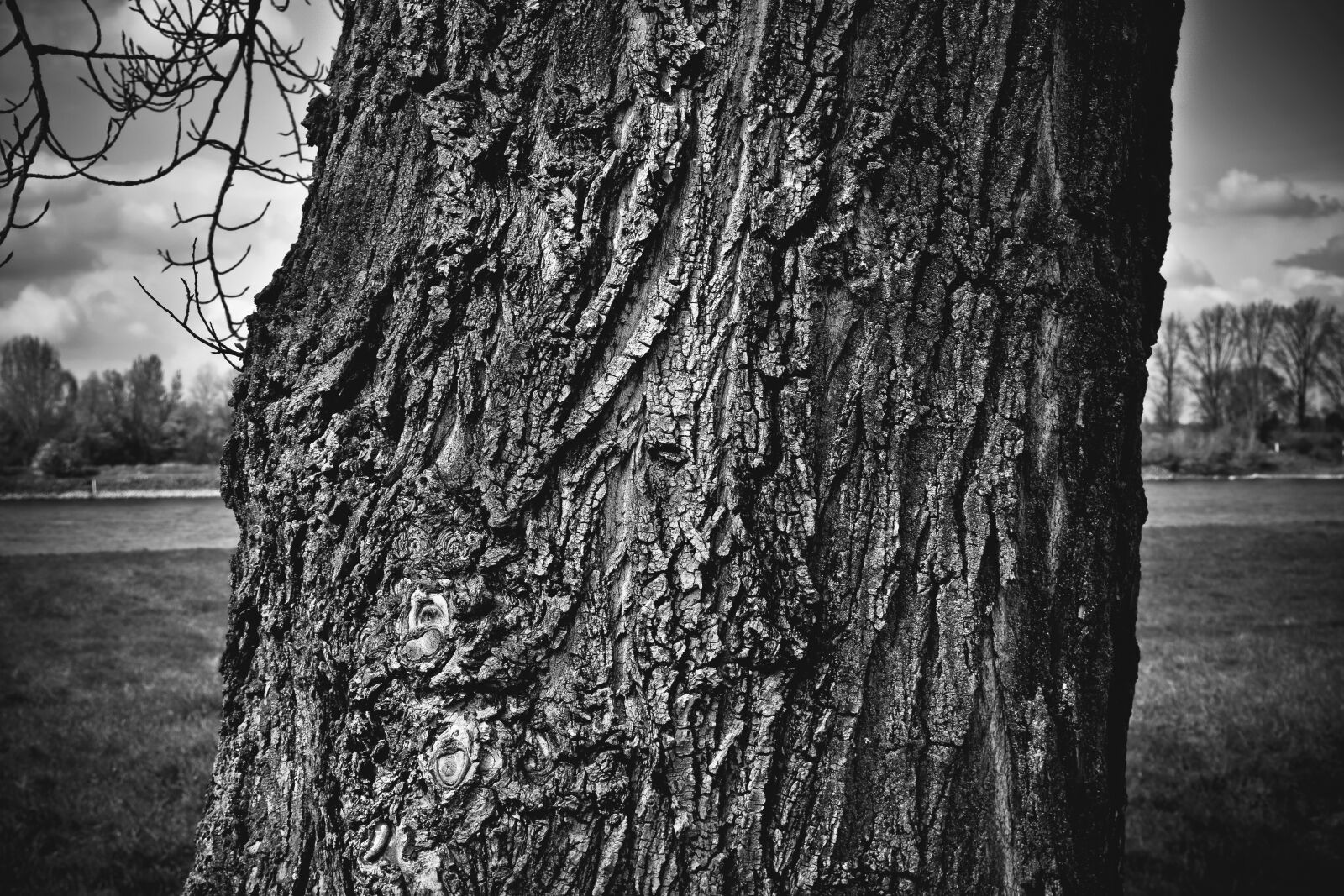 Nikon D3300 sample photo. Nature, tree, forest photography