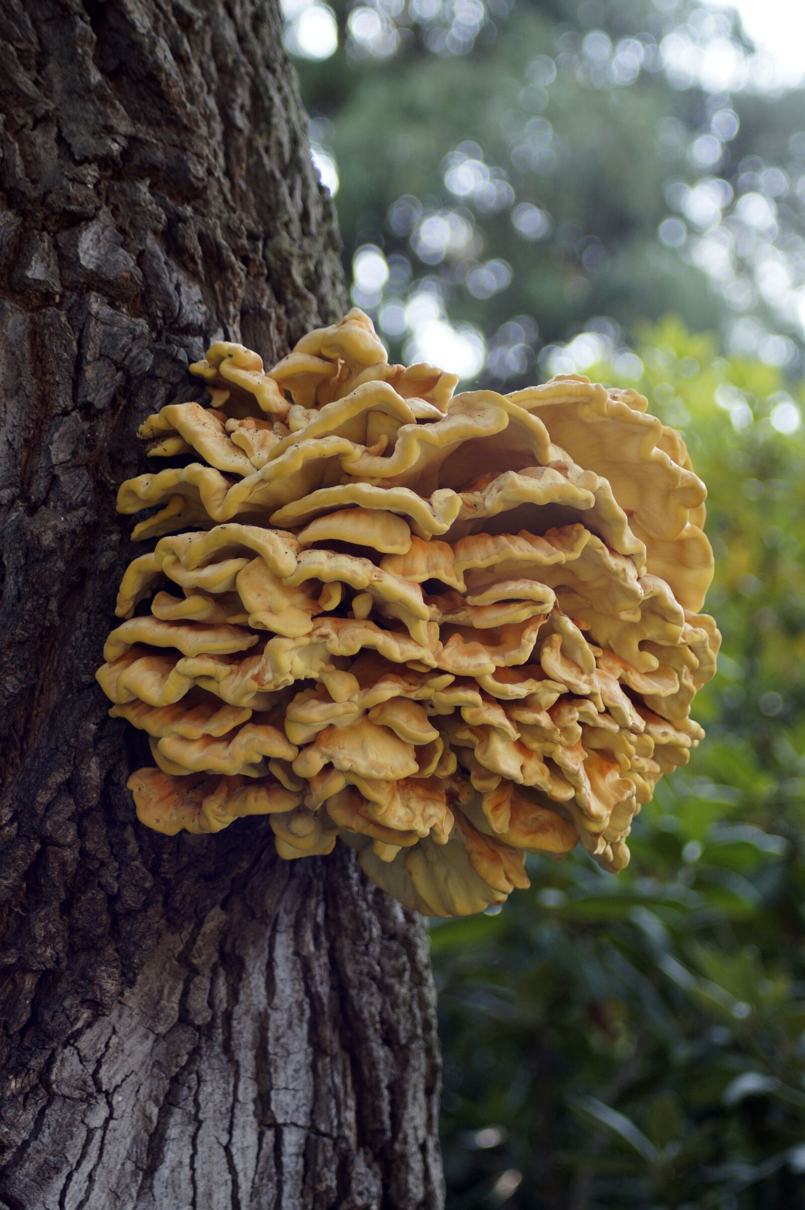 Sony SLT-A58 sample photo. Tree fungus, mushroom, tree photography
