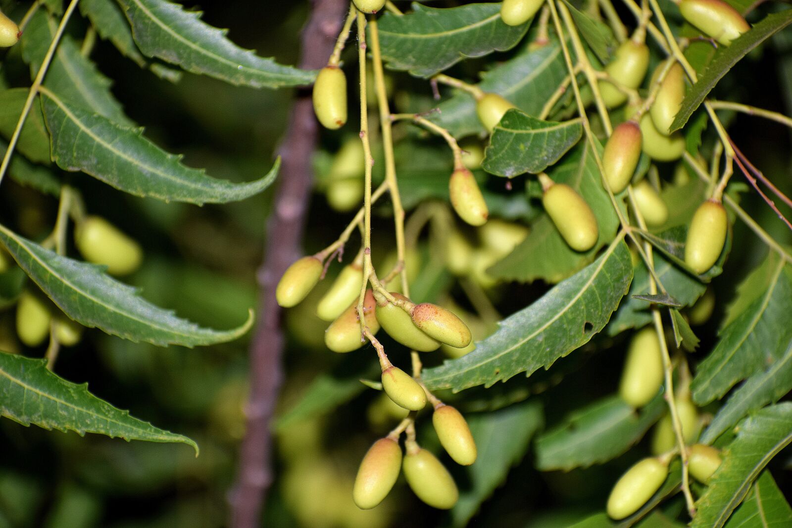 Nikon D3300 sample photo. Fruit, tree, nature photography