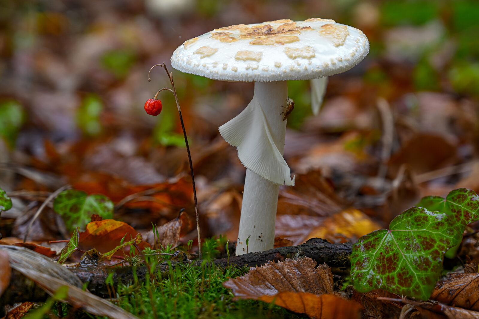 Nikon Nikkor Z 24-70mm F4 S sample photo. Autumn, mushroom, nature photography