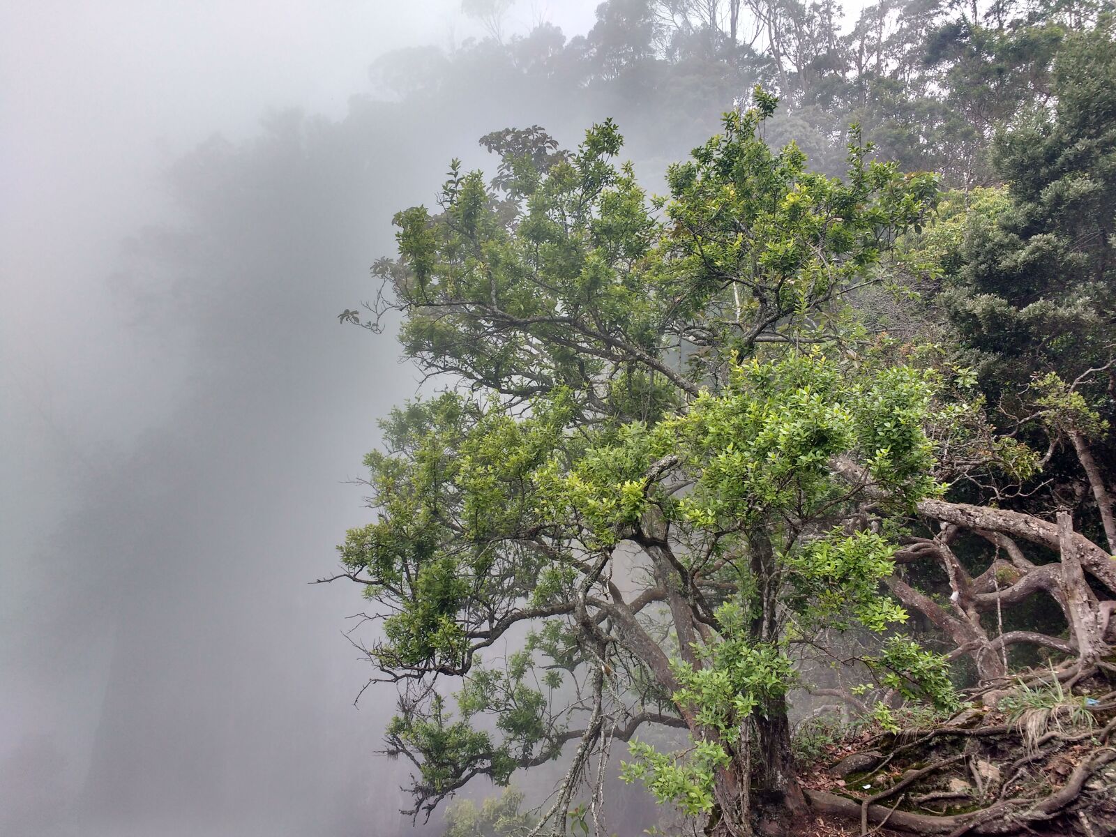 Motorola MotoG3 sample photo. Kidaikanal, nature, mist photography