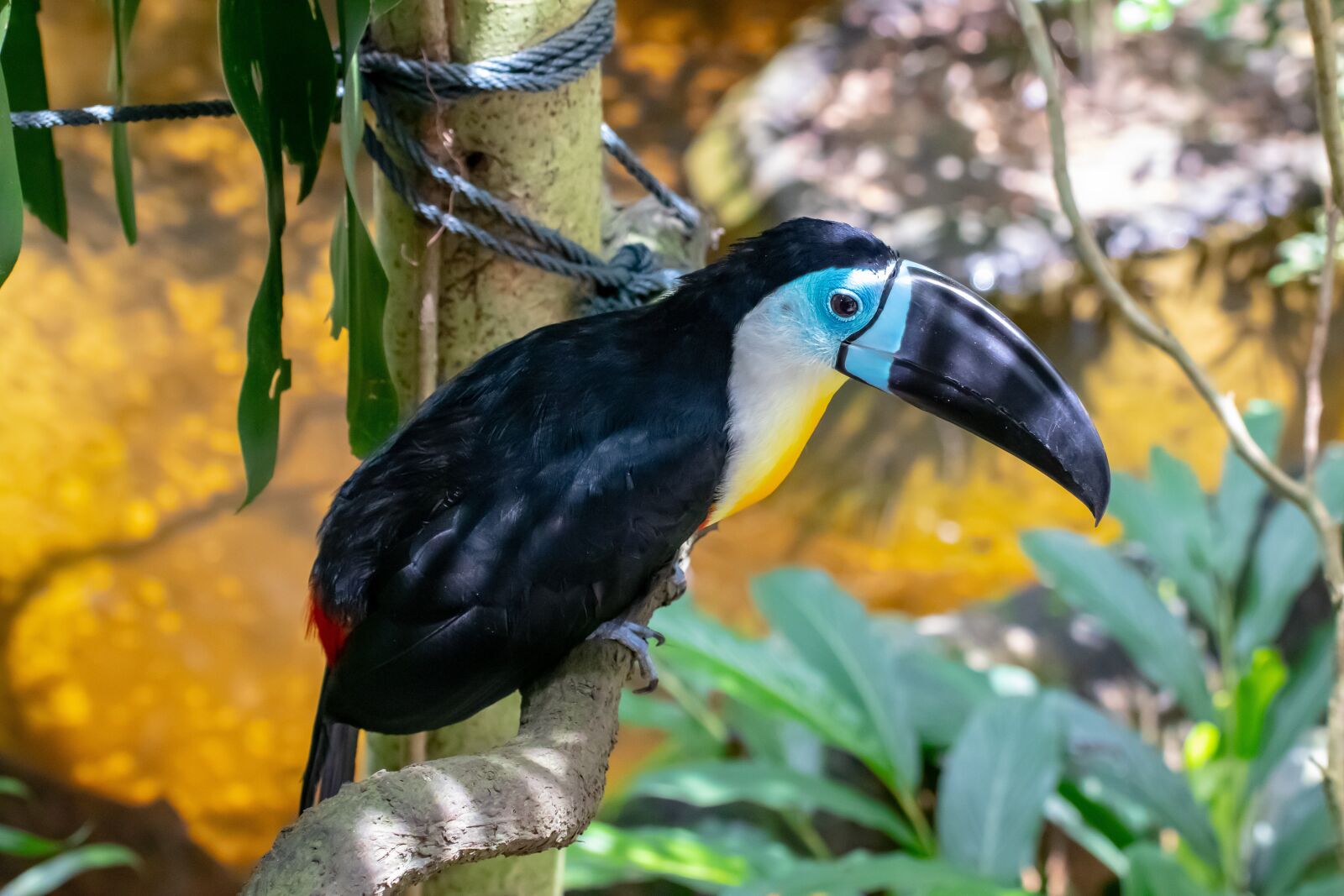 Canon EOS 800D (EOS Rebel T7i / EOS Kiss X9i) sample photo. Bird, paradise, colorful photography