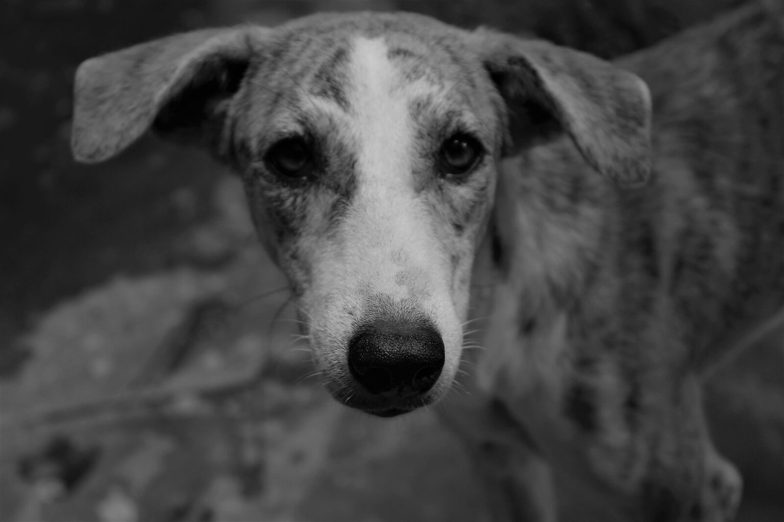 Canon EOS 1200D (EOS Rebel T5 / EOS Kiss X70 / EOS Hi) sample photo. Dog, canine, monochrome photography