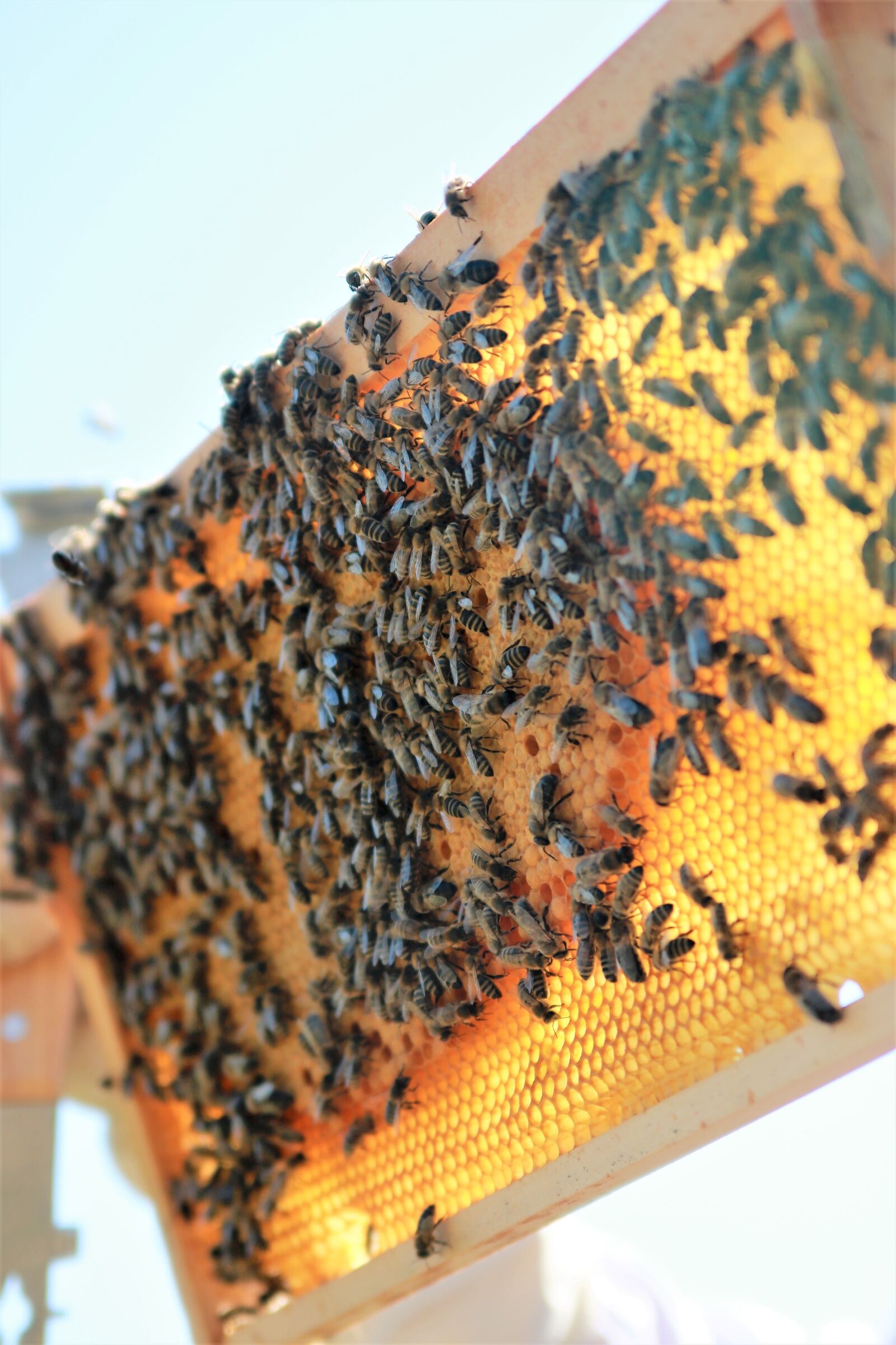 Canon EOS 750D (EOS Rebel T6i / EOS Kiss X8i) sample photo. Bees, combs, honey photography