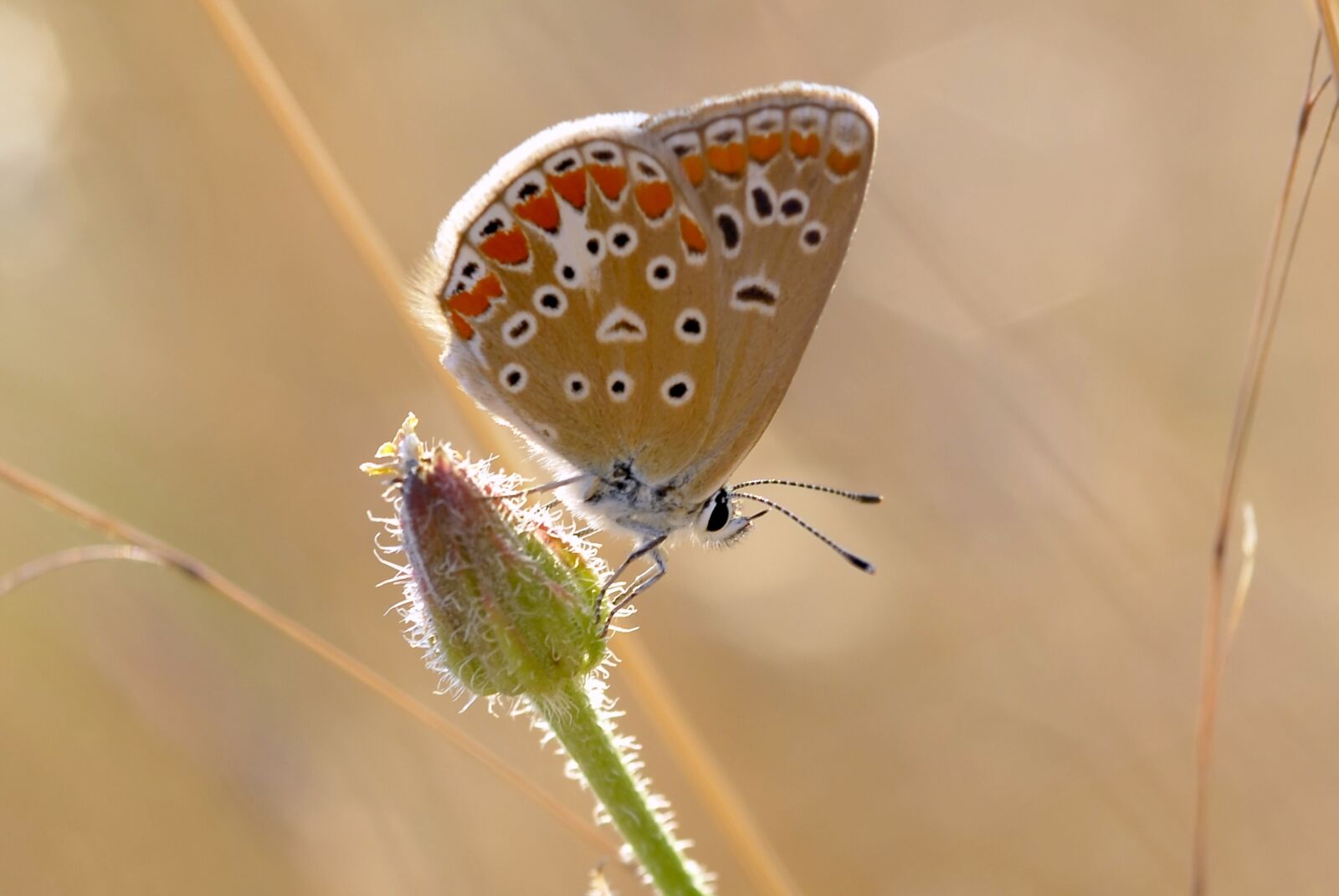 Nikon D200 sample photo. Butterflies, macro, very eyes photography
