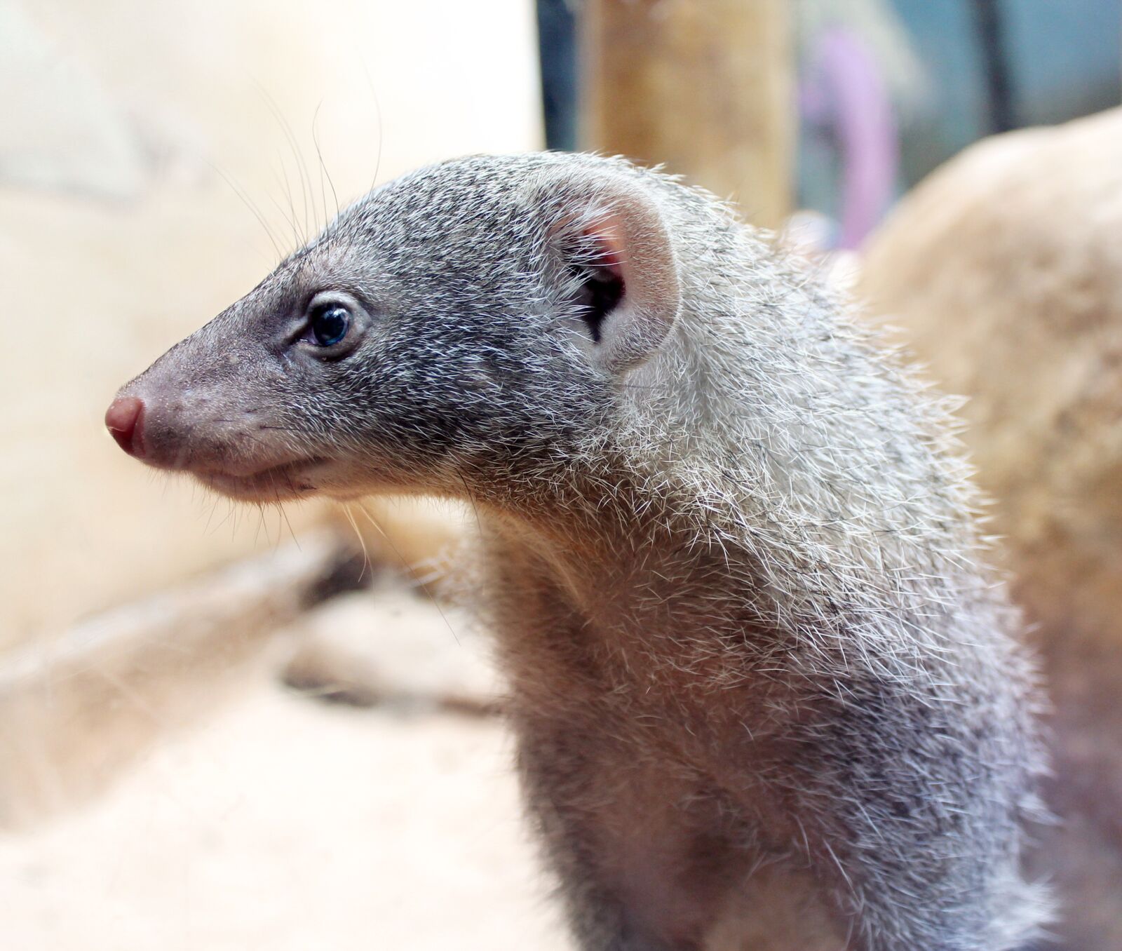 Canon EOS 1100D (EOS Rebel T3 / EOS Kiss X50) sample photo. Mongoose, rodent, animal photography