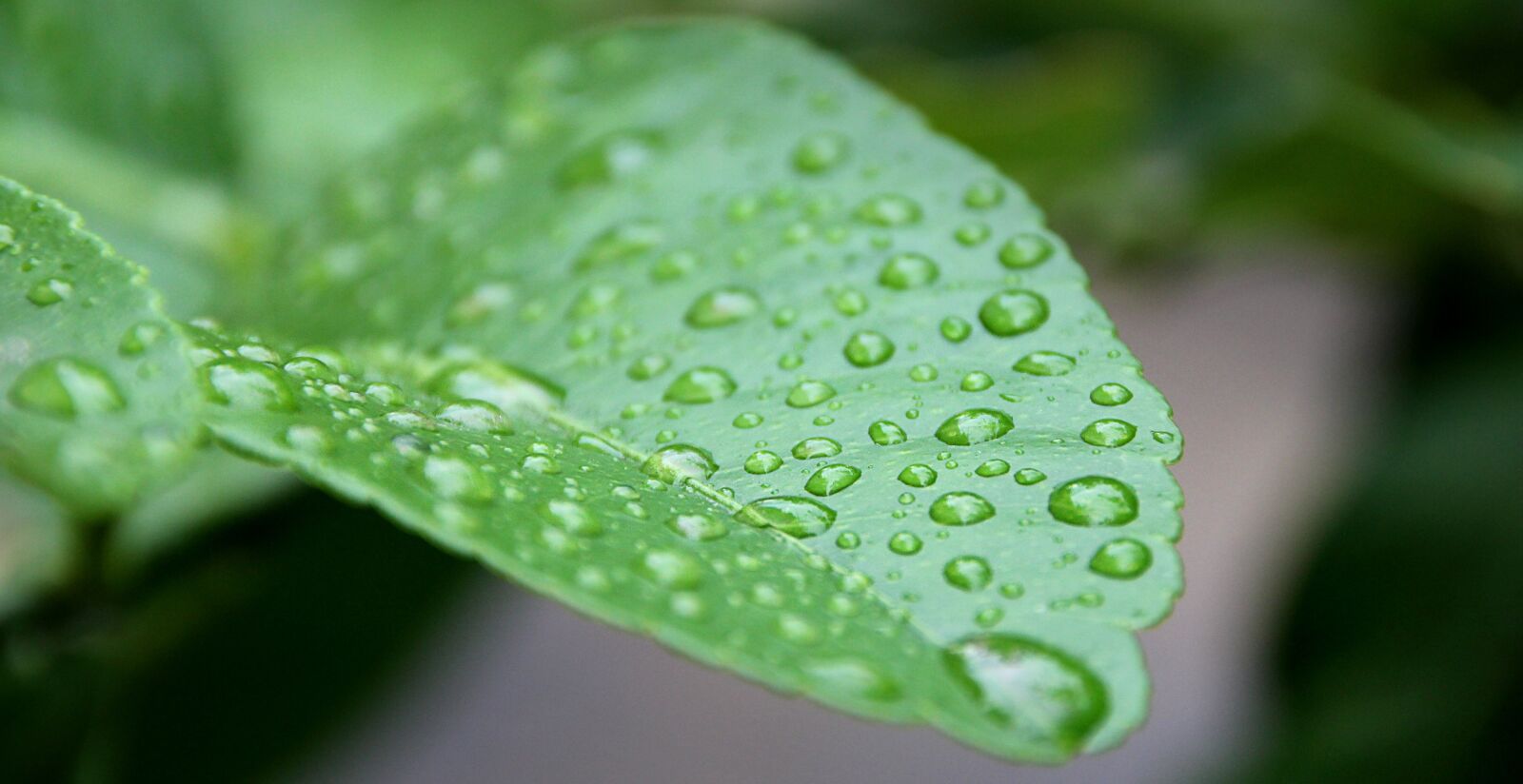 Canon EOS 550D (EOS Rebel T2i / EOS Kiss X4) sample photo. Leaf, drip, morgentau photography