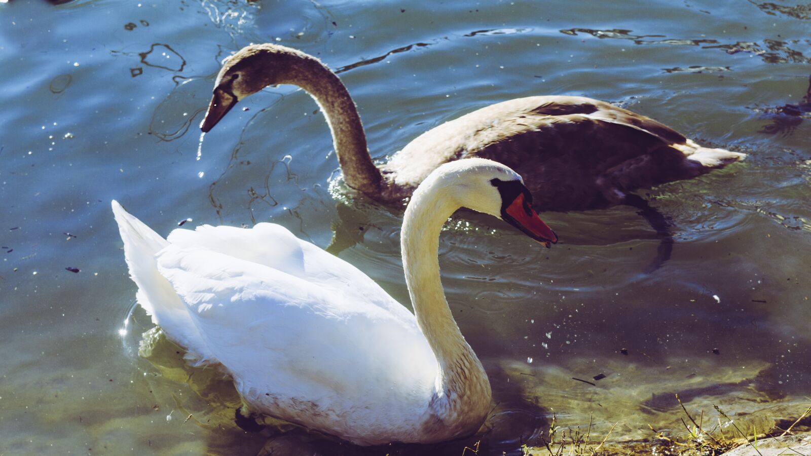 Canon EOS 650D (EOS Rebel T4i / EOS Kiss X6i) sample photo. Swan, young swan, baby photography