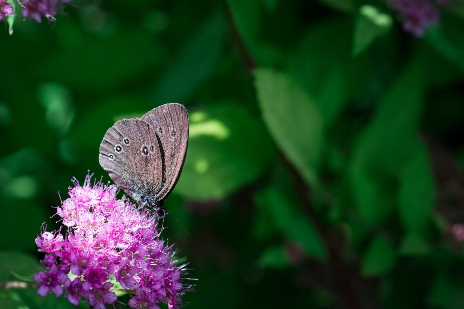 Nikon D7100 sample photo. Butterfly, chimney sweep, aphantopus photography